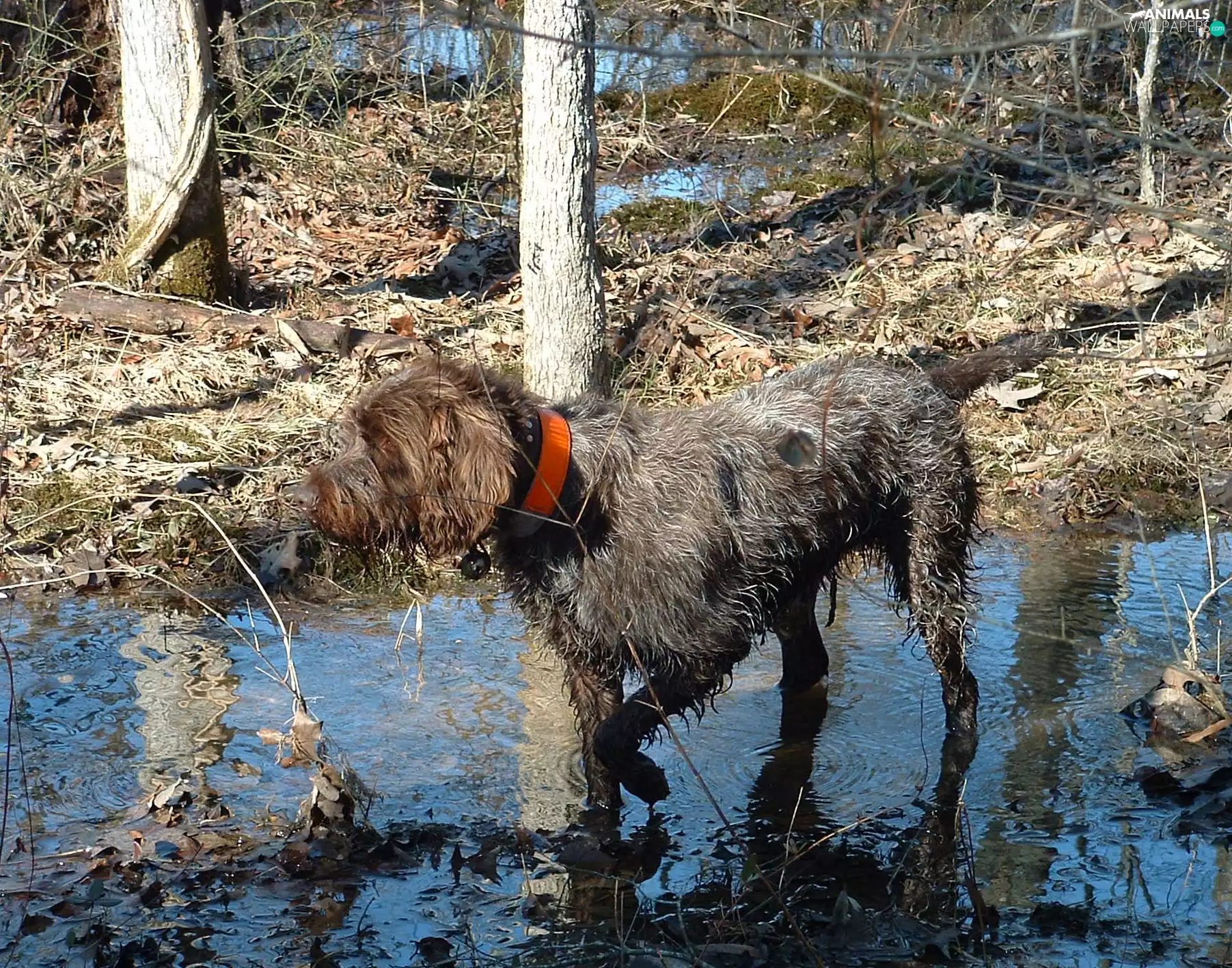 dog-collar, Gryfon Korthalsa, Orange