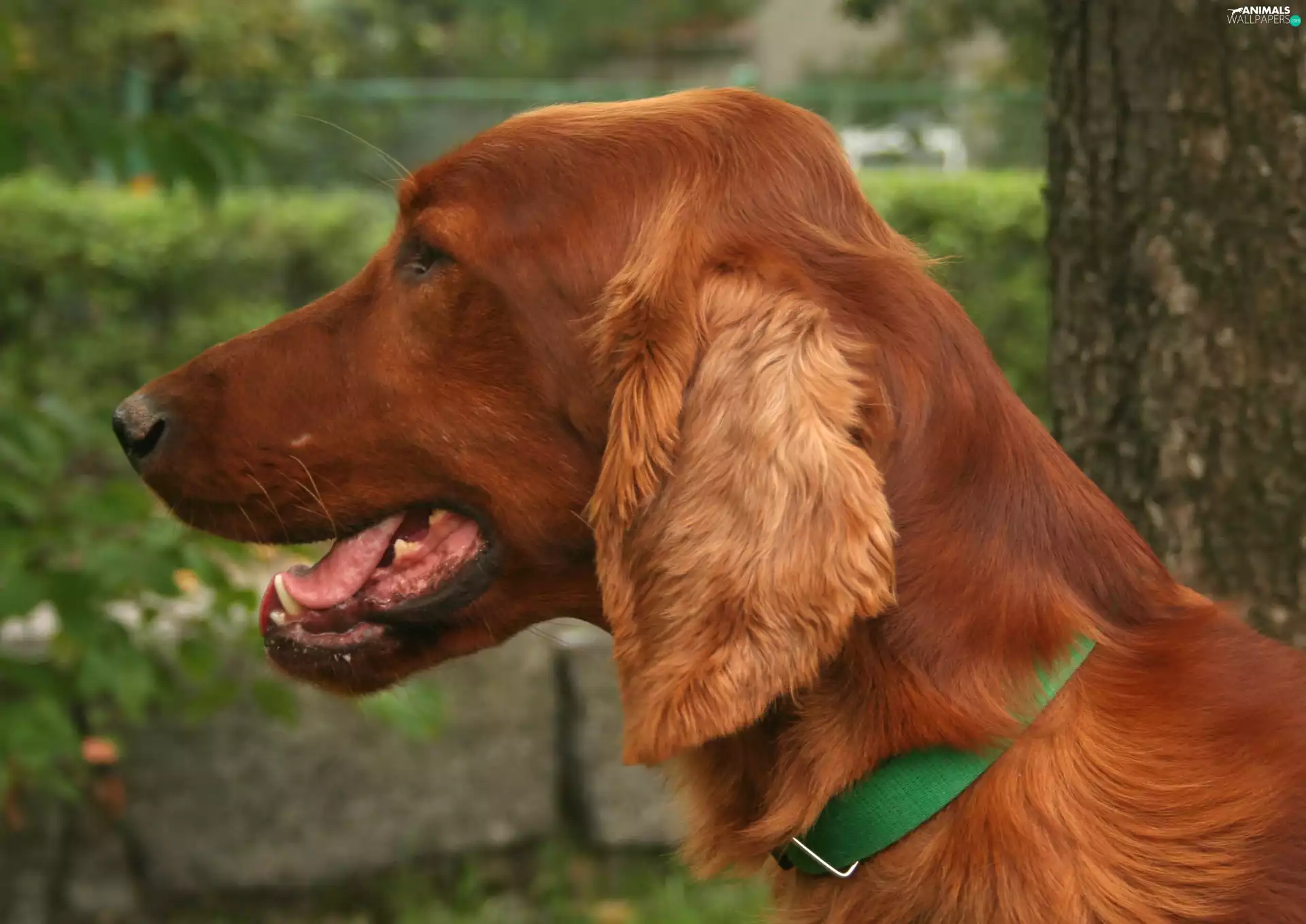 dog-collar, Irish Setter, Green