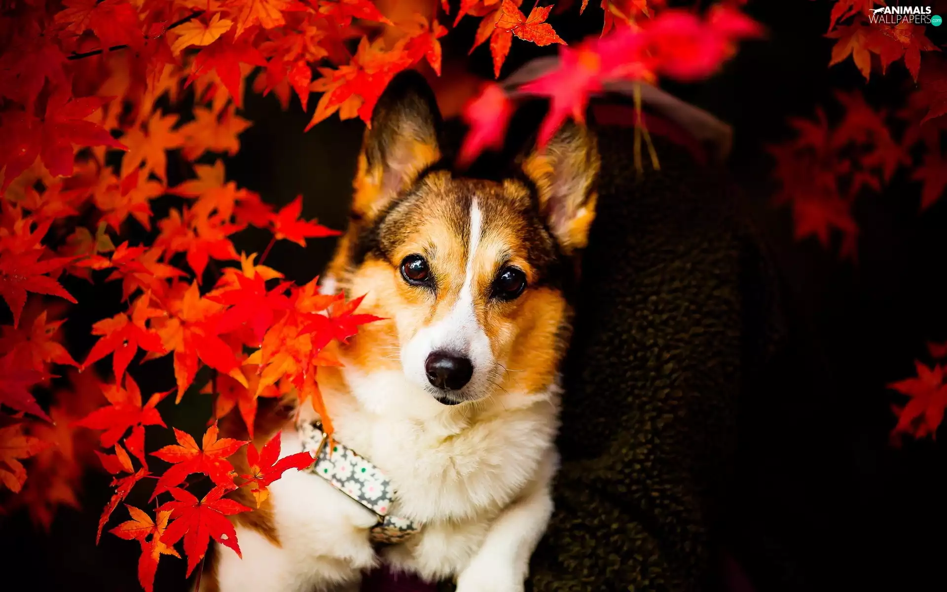 Leaf, doggy, dog-collar