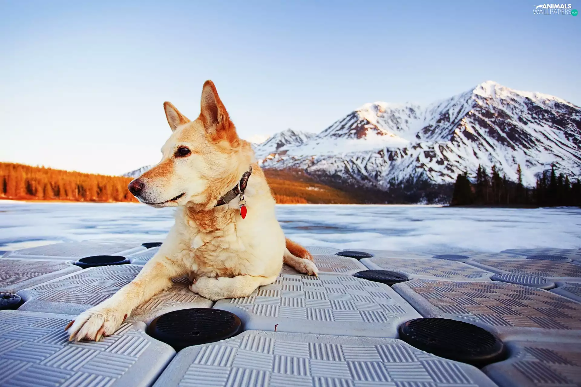 Mountains, dog, dog-collar