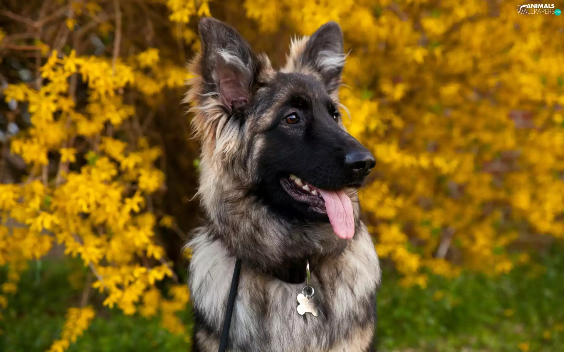 dog-collar, sheep-dog, Tounge