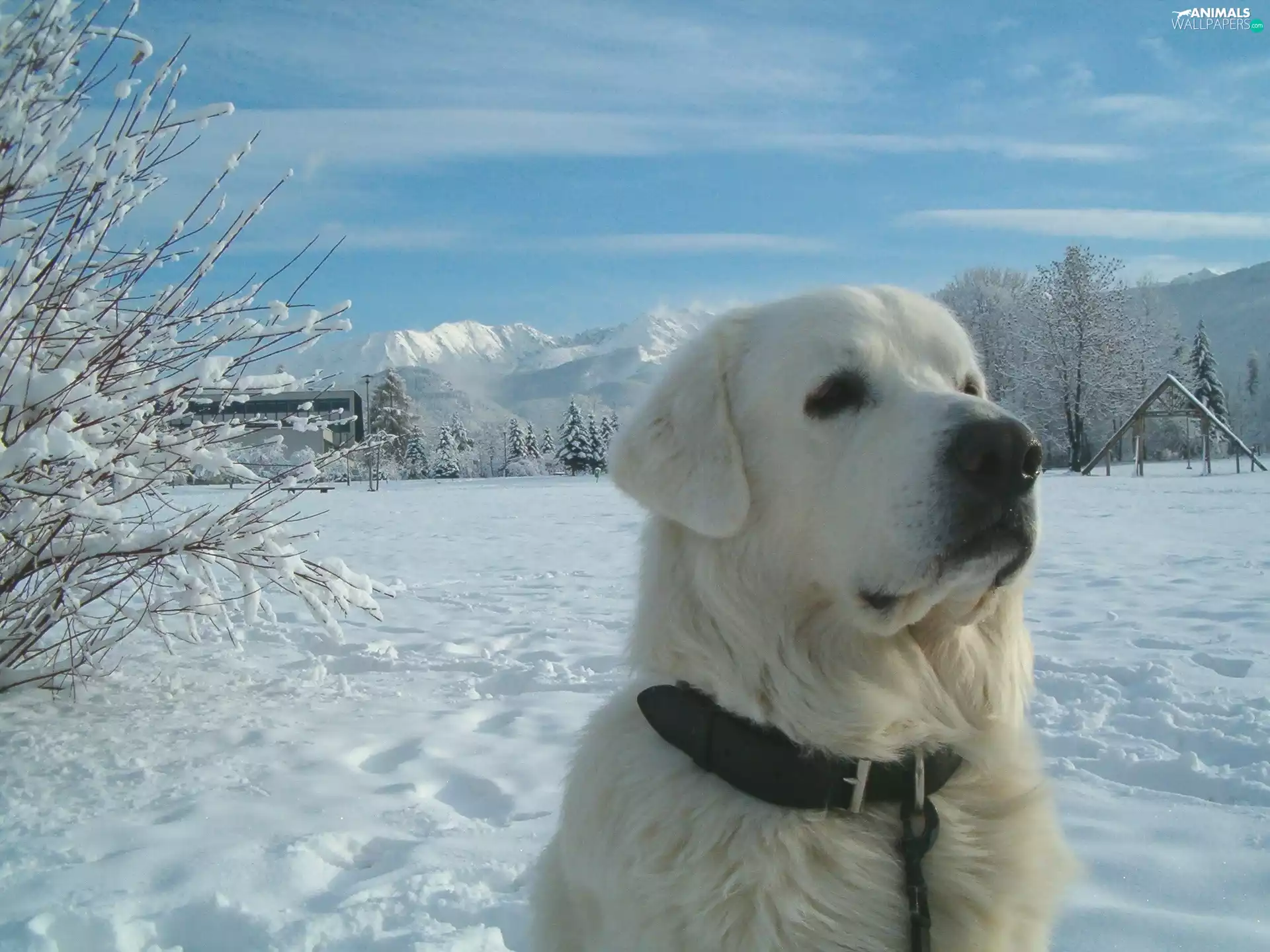 Head, Leather, dog-collar, Tatra Sheepdog