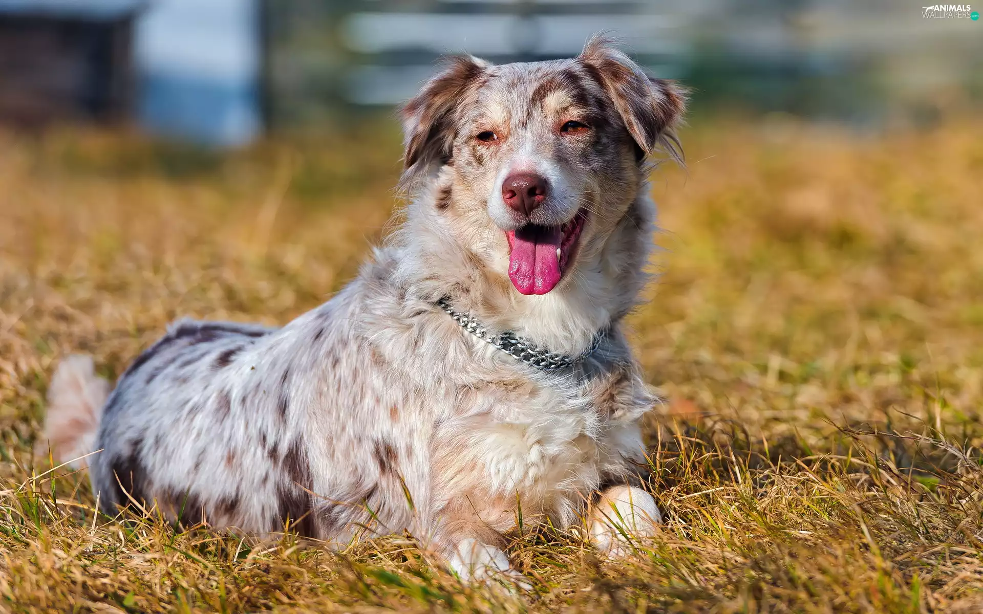 dog, Tounge, dog-collar, Australian Shepherd