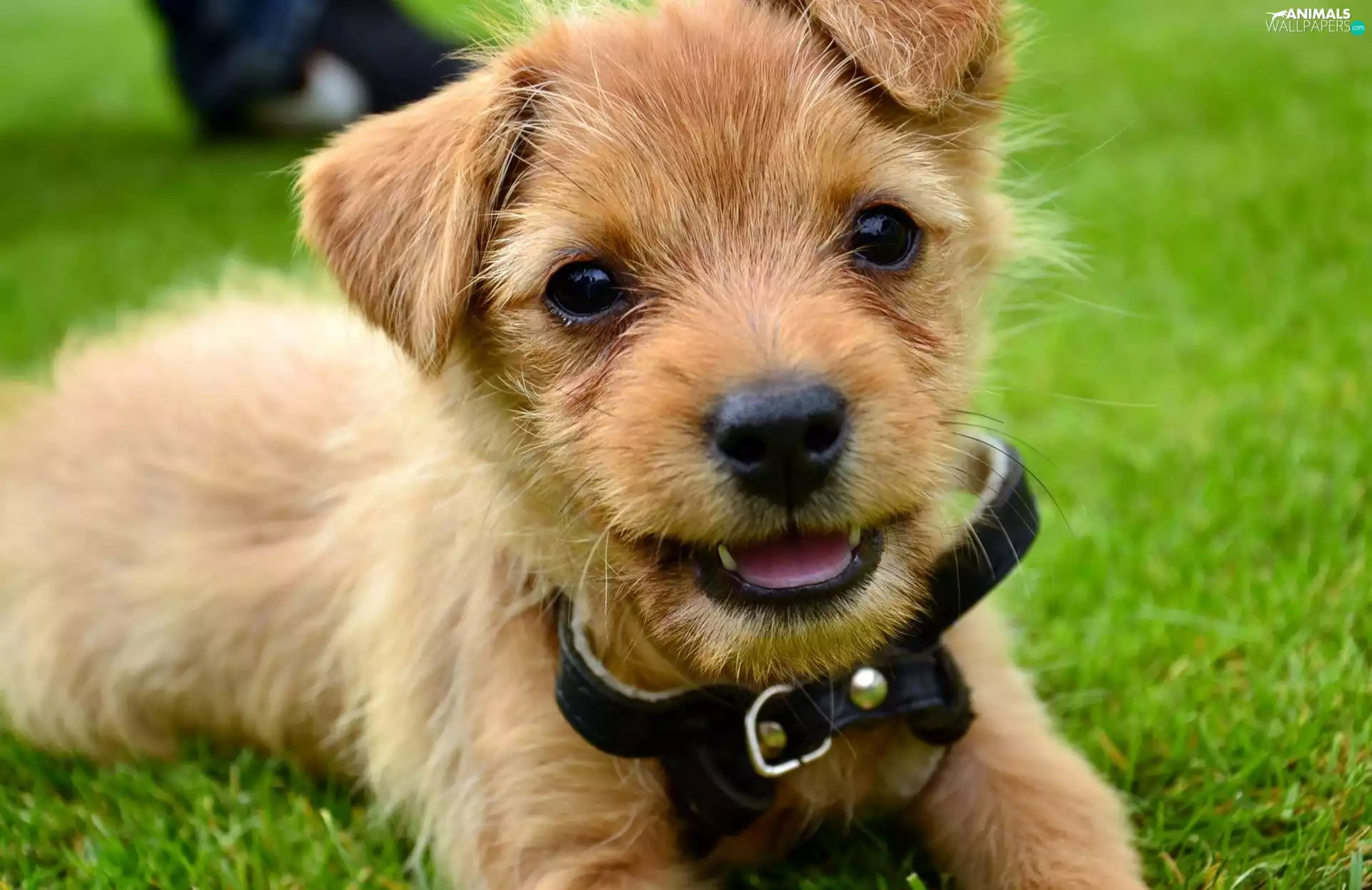 dog, black, dog-collar, Norfolk terrier