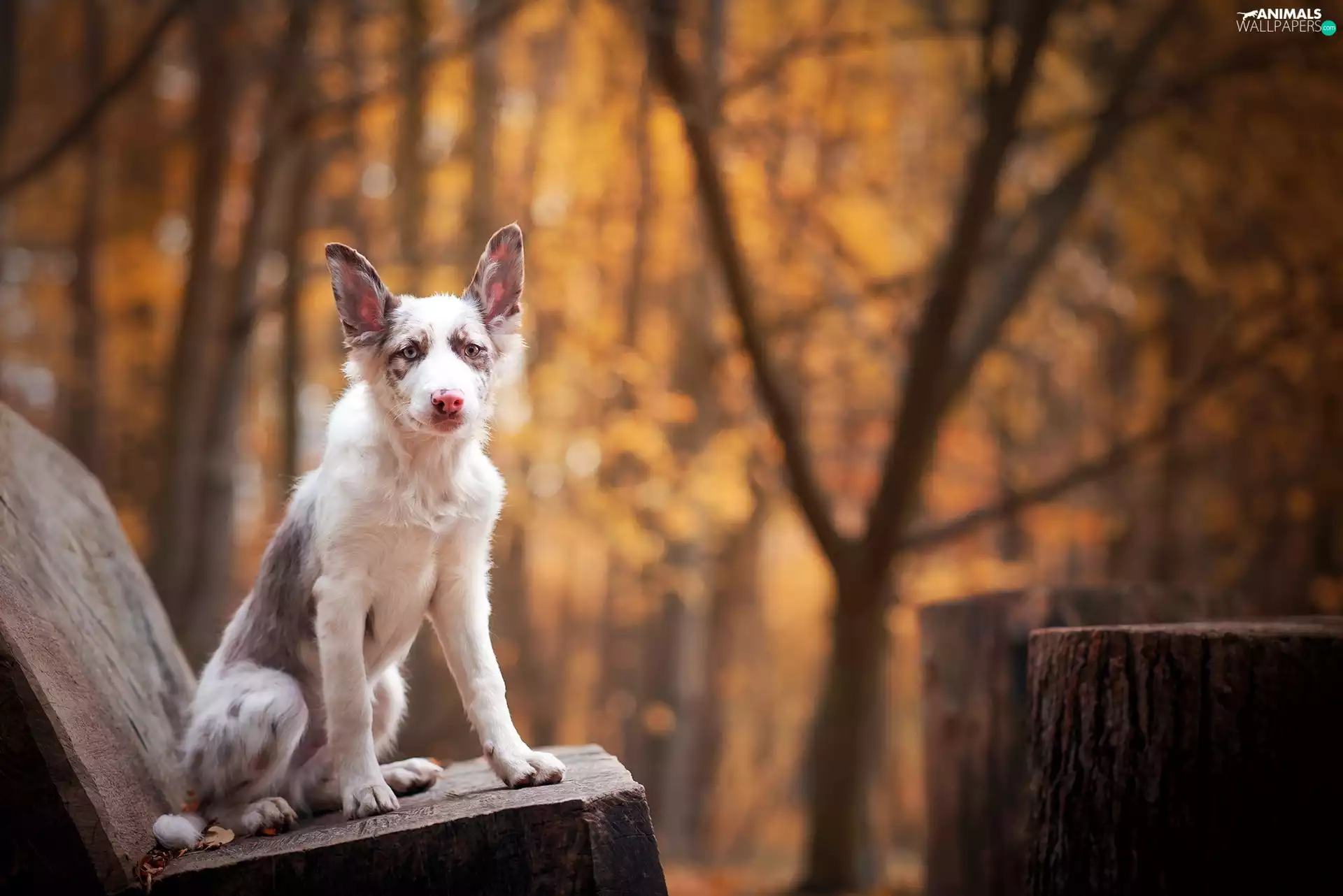 Bench, young, Border Collie