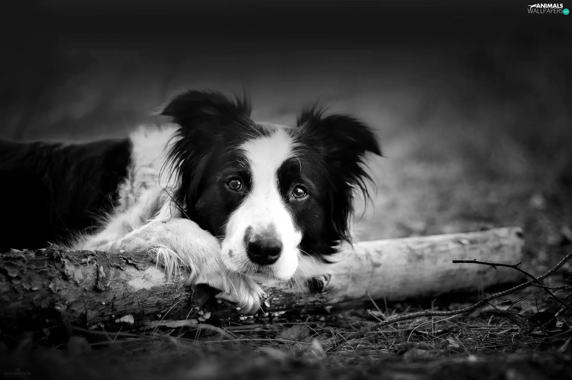 Border Collie, black, White, Wood
