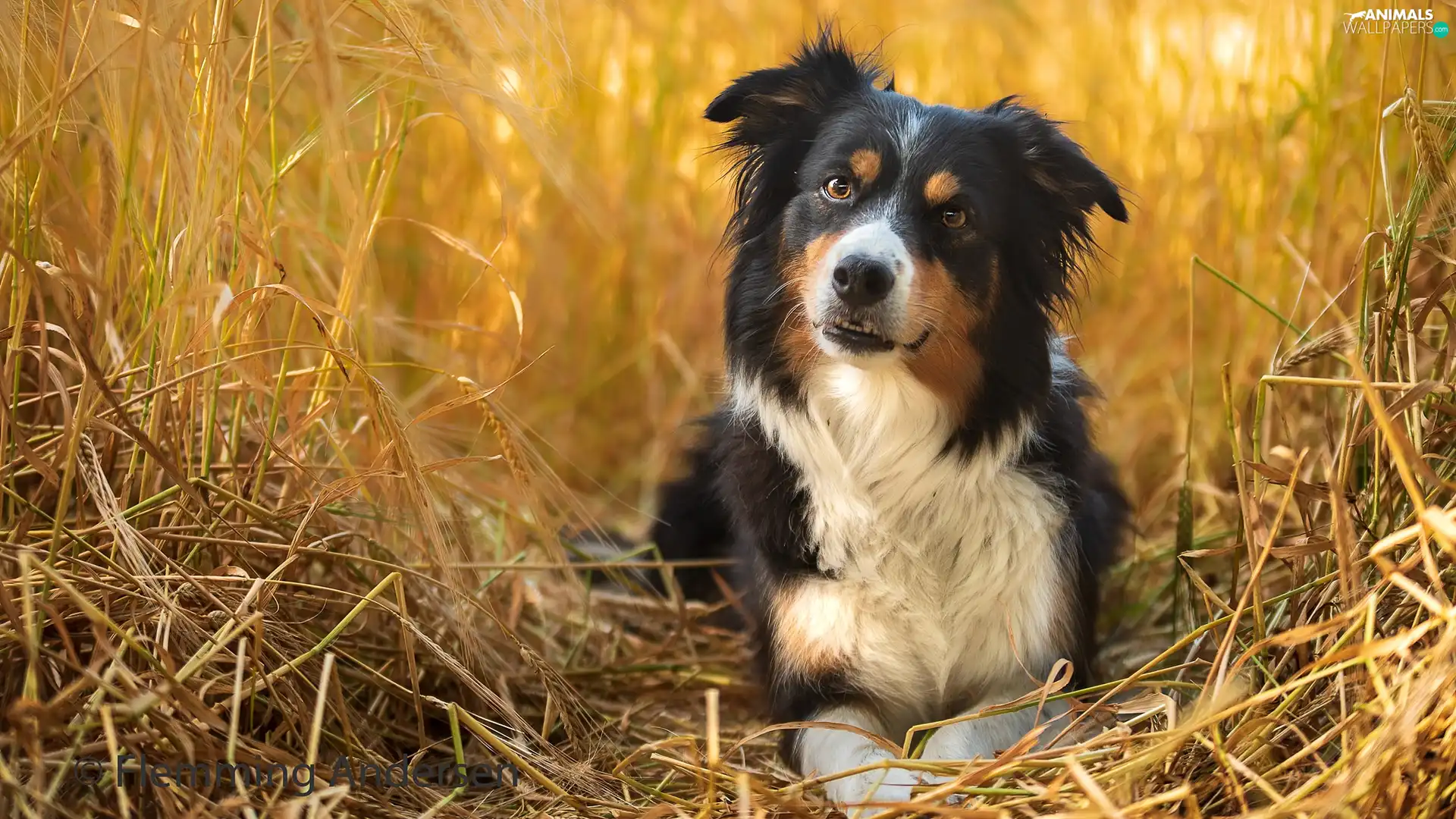 corn, dog, Border Collie