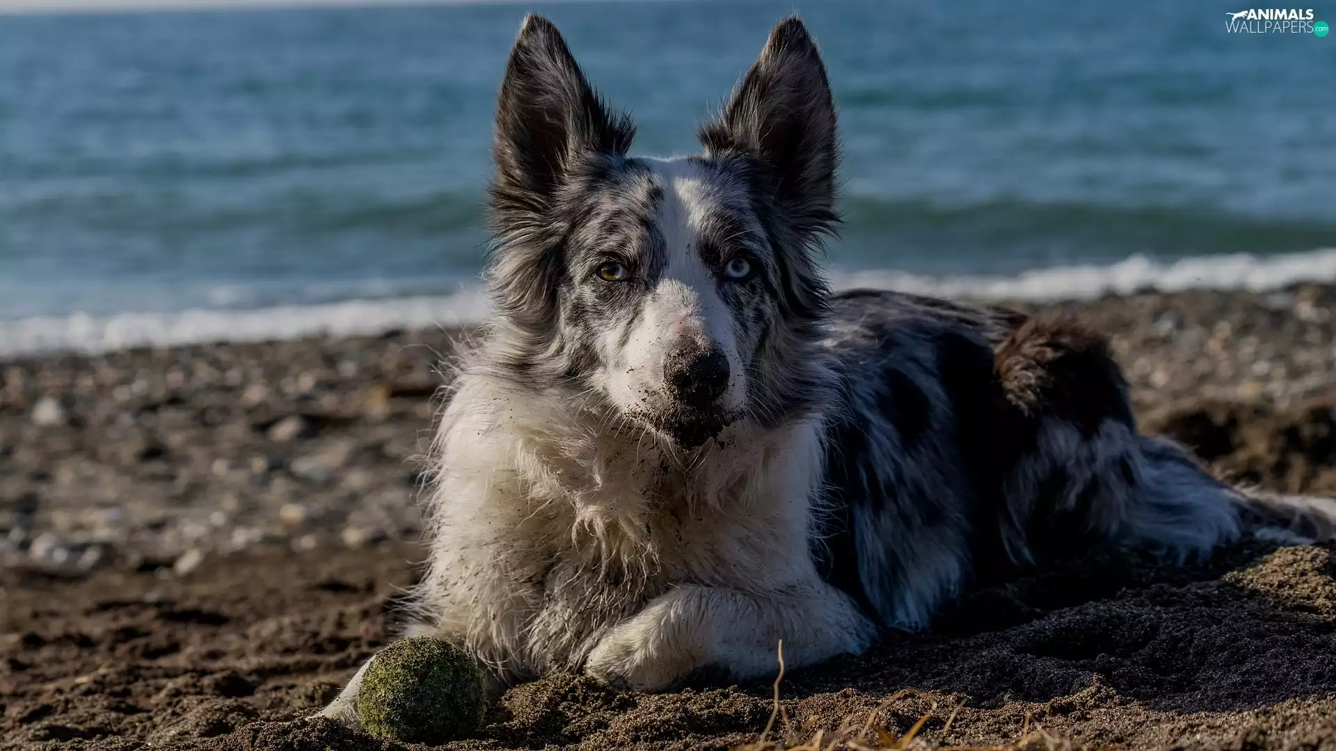 the ball, dog, Sand, water, Beaches, Border Collie