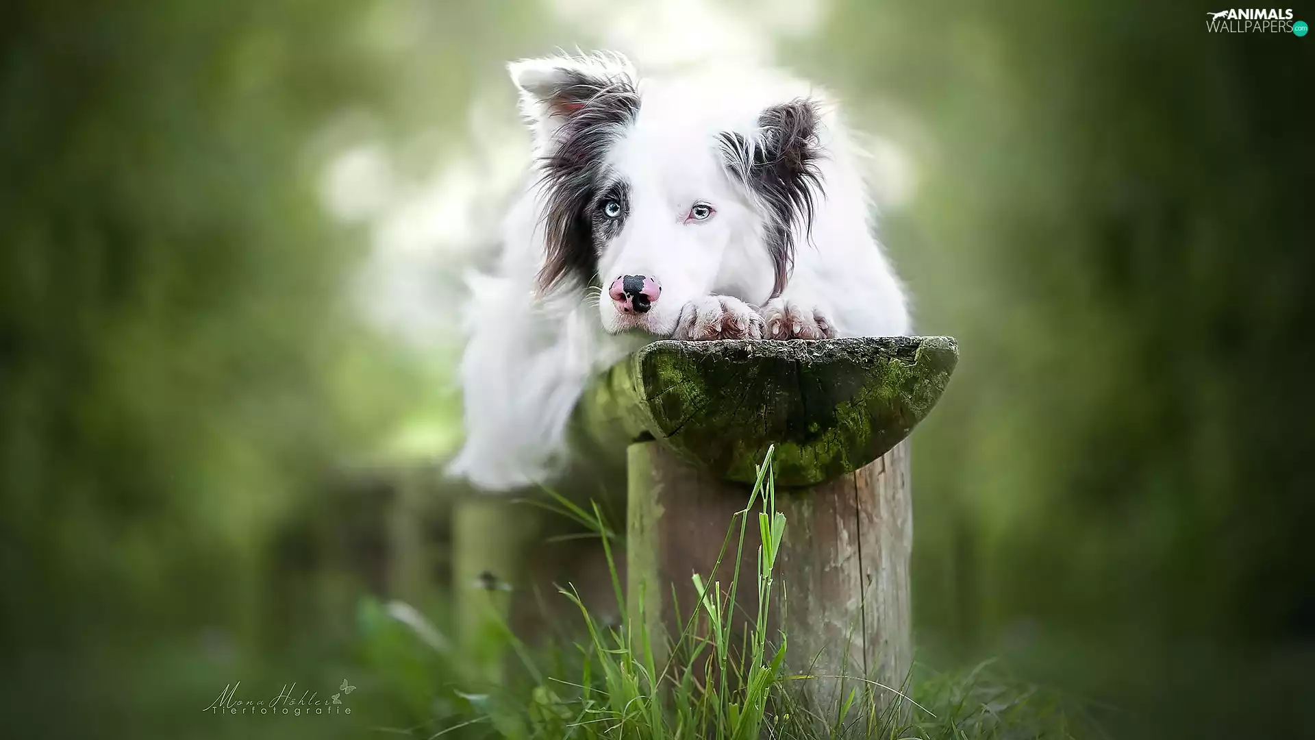 Bench, grass, Border Collie, muzzle, dog