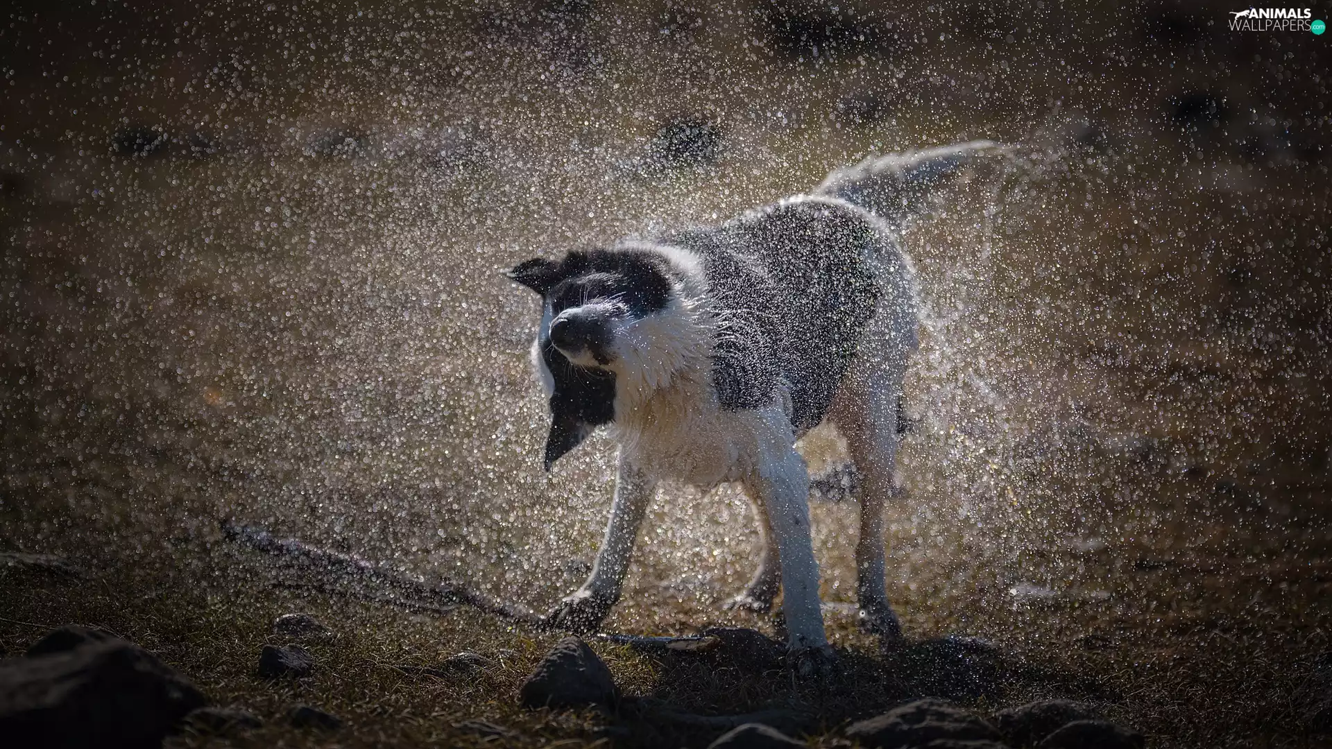 drops, water, Border Collie, spray, dog
