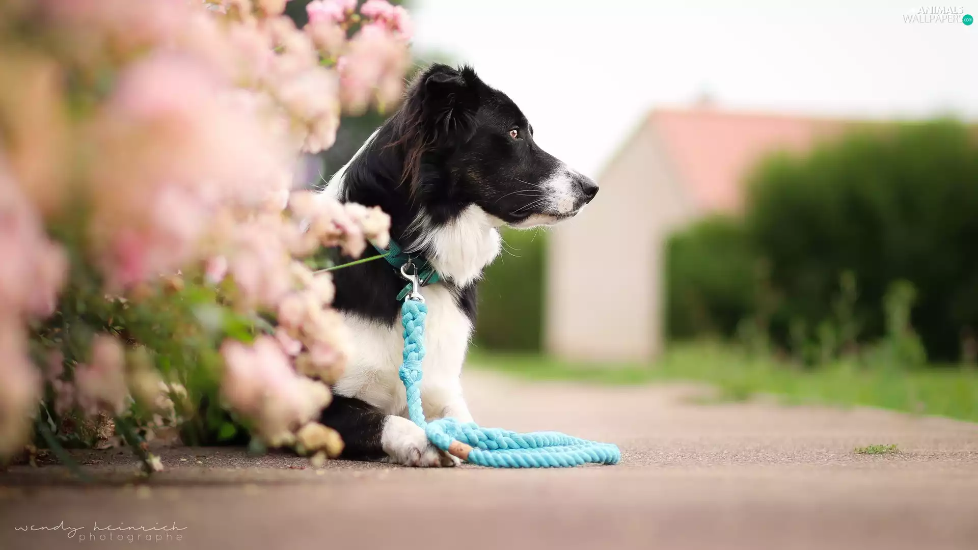 Flowers, Way, Border Collie, Leash, dog