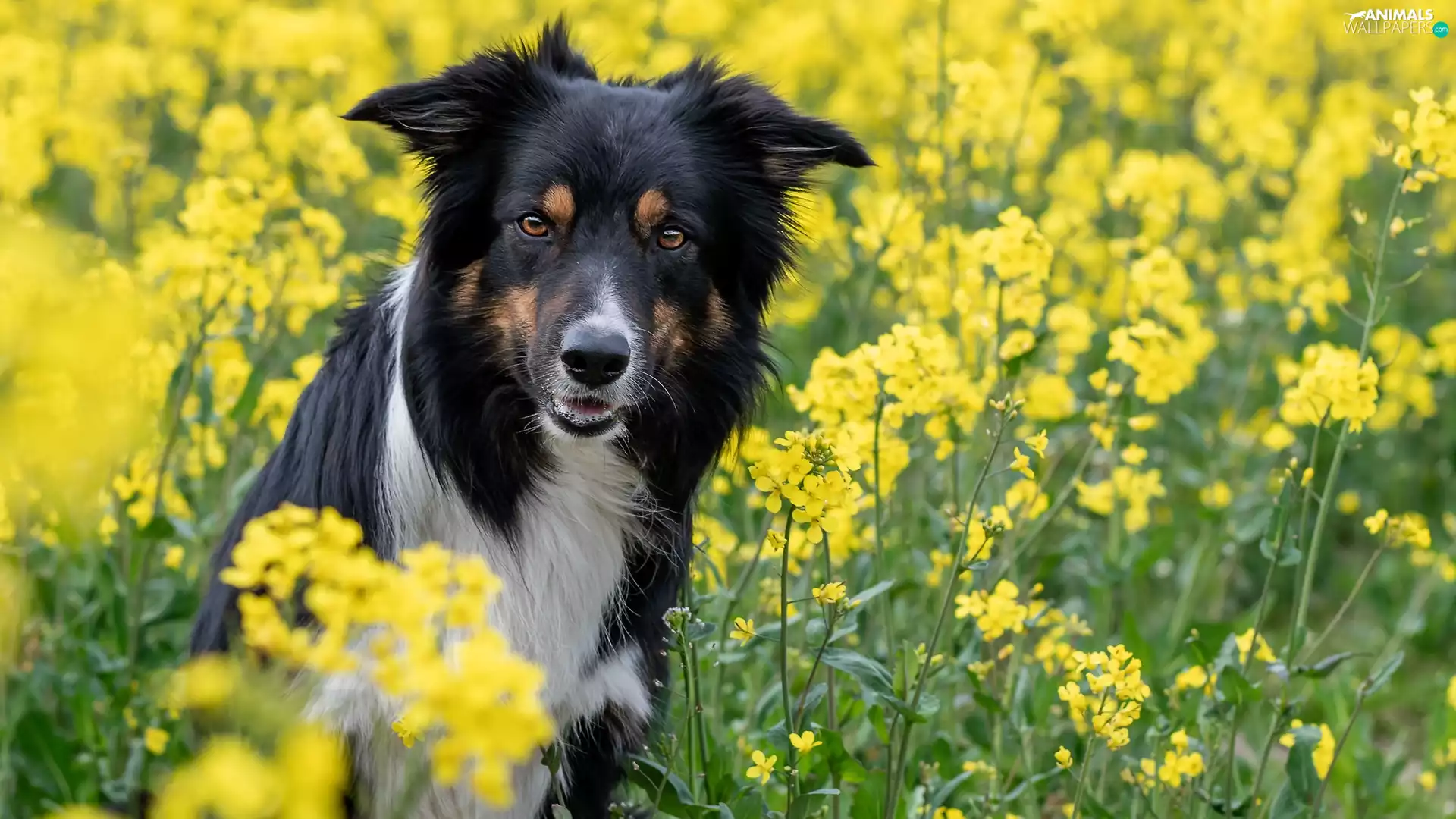 Flowers, rape, Border Collie, Yellow, dog