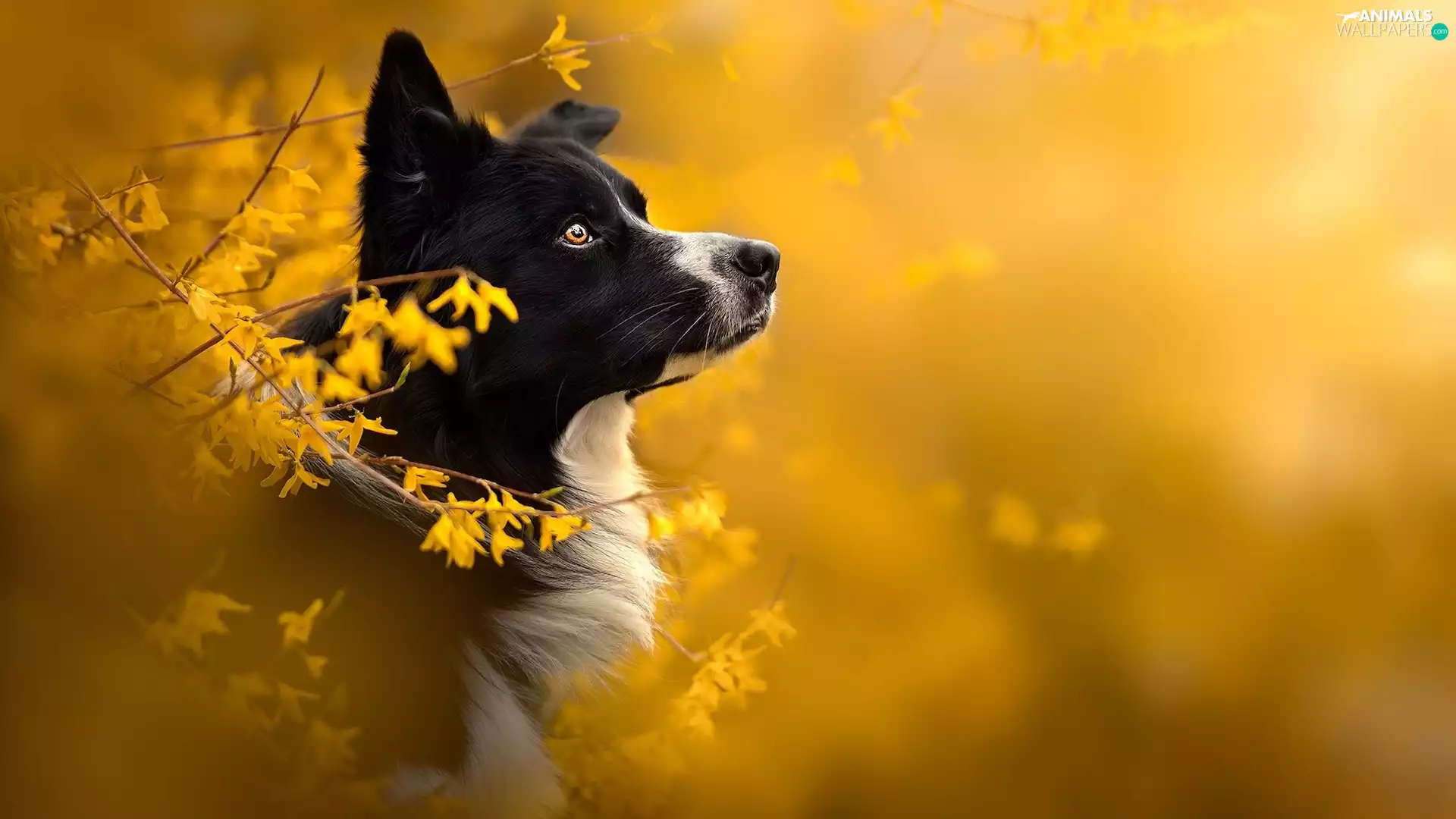 Forsythia, blur, Border Collie, Flowers, dog