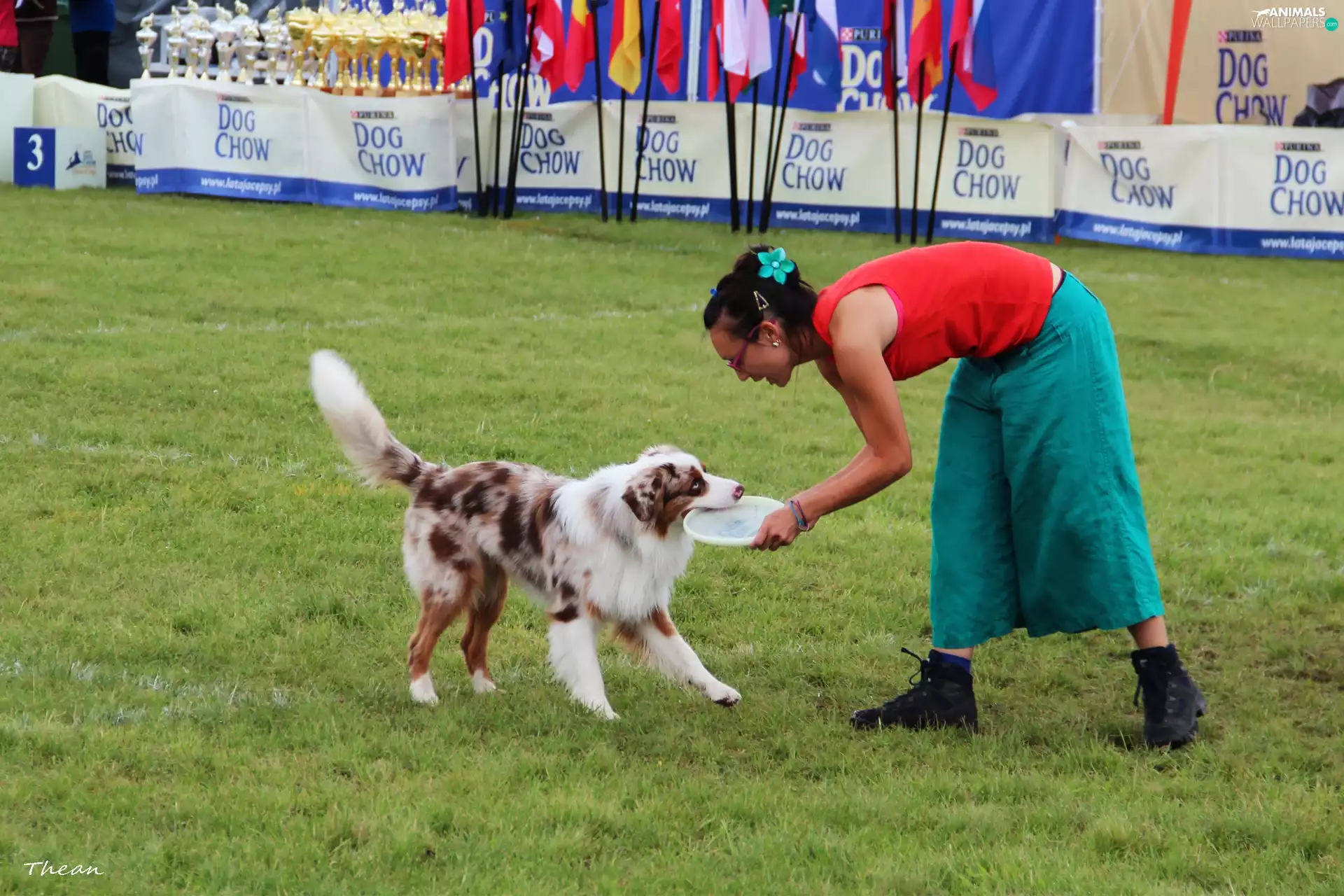 Frisbee, fetch, Border Collie, Women, dog