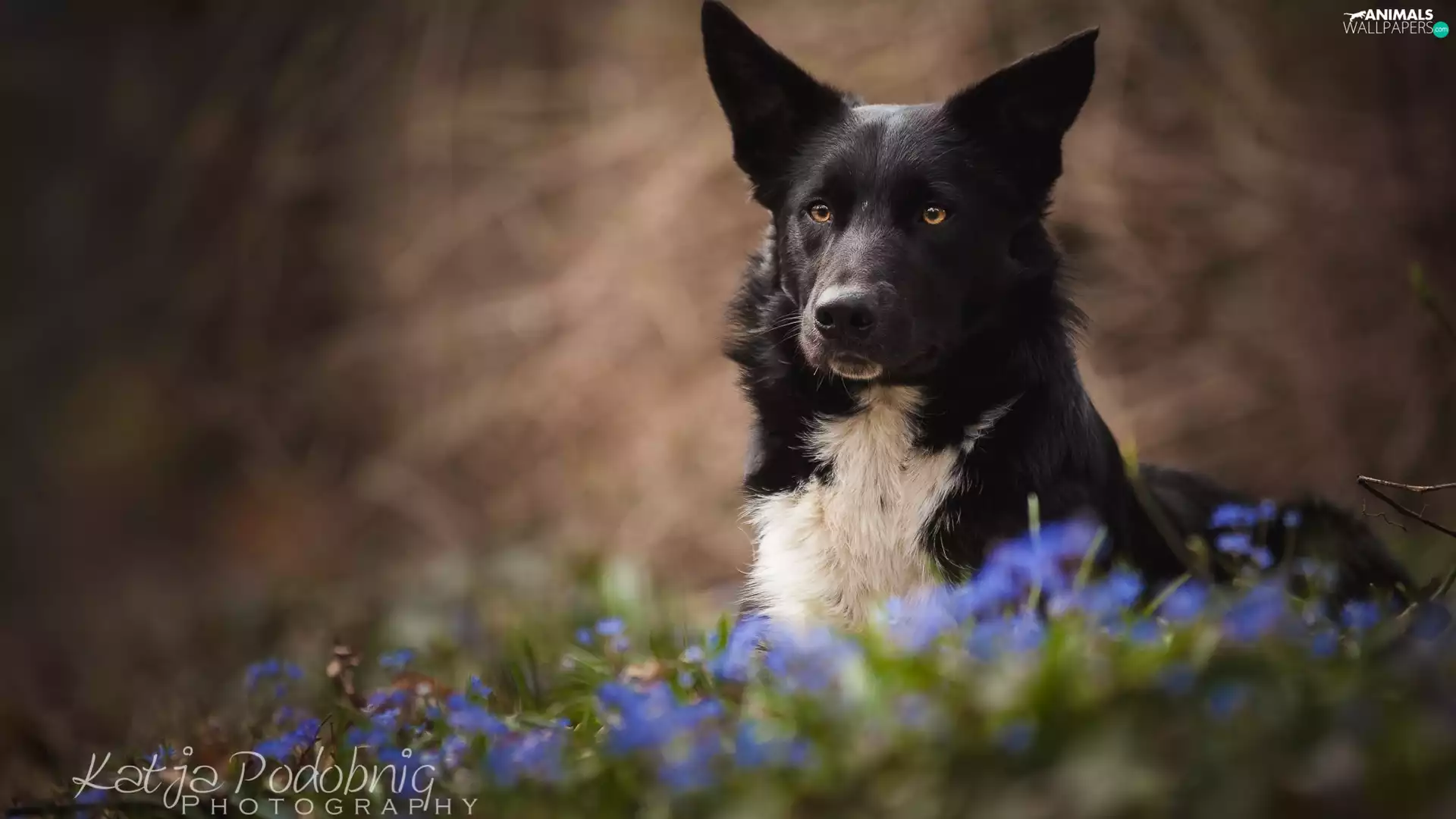 fuzzy, background, Border Collie, Flowers, dog
