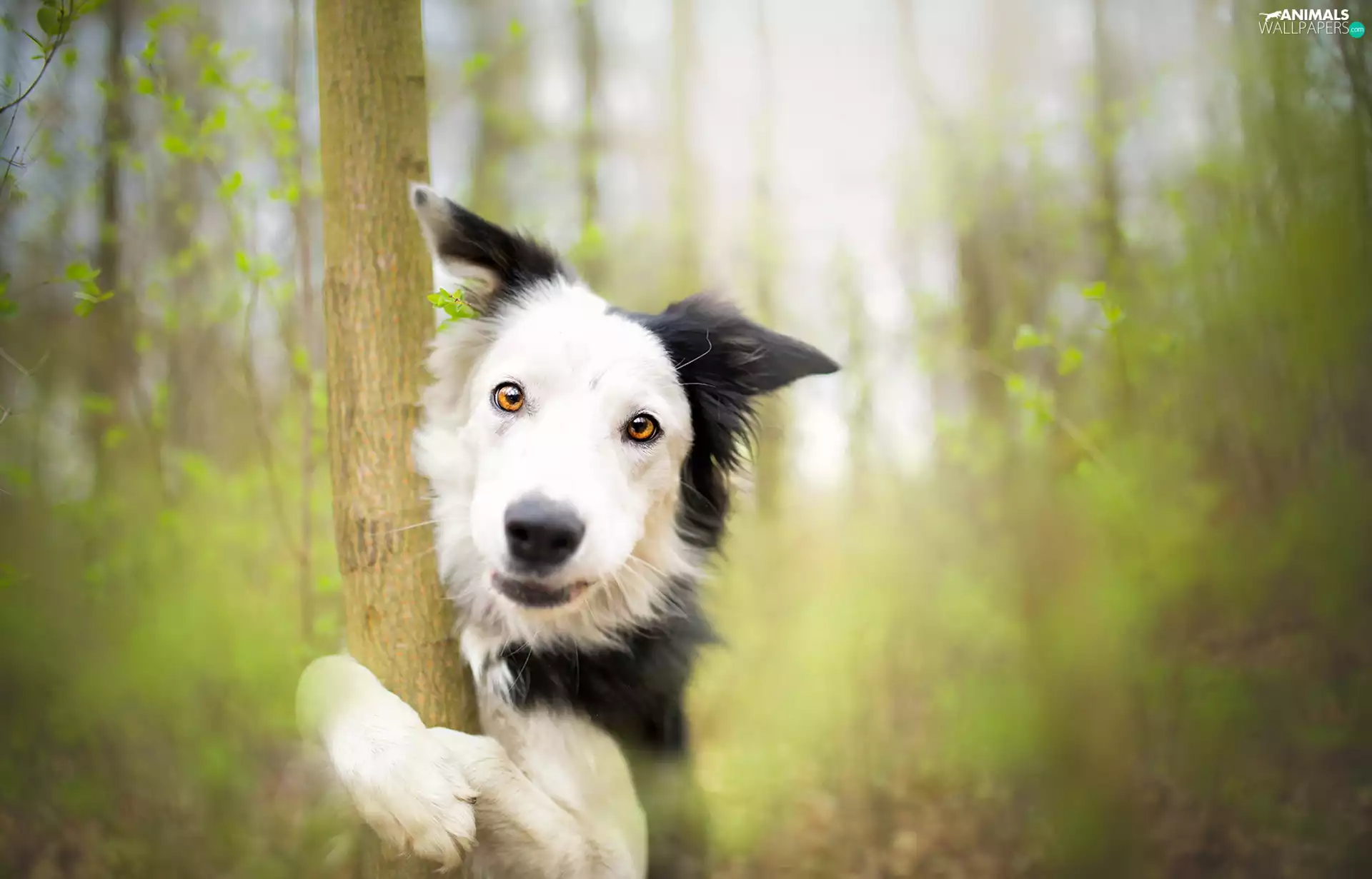 fuzzy, background, Border Collie, trees, dog