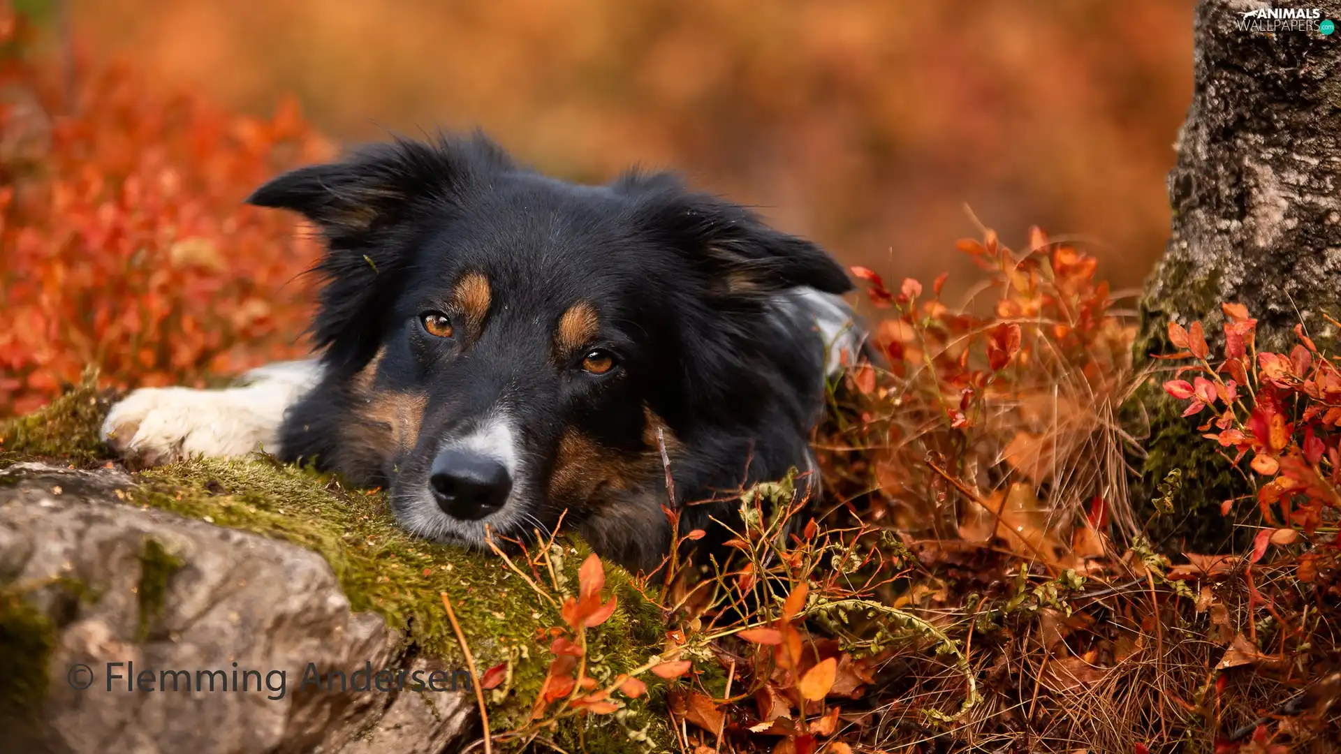 Stone, Plants, Border Collie, muzzle, dog