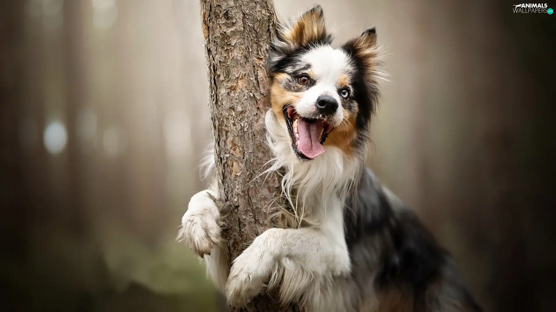 tongue, trees, Border Collie, muzzle, dog