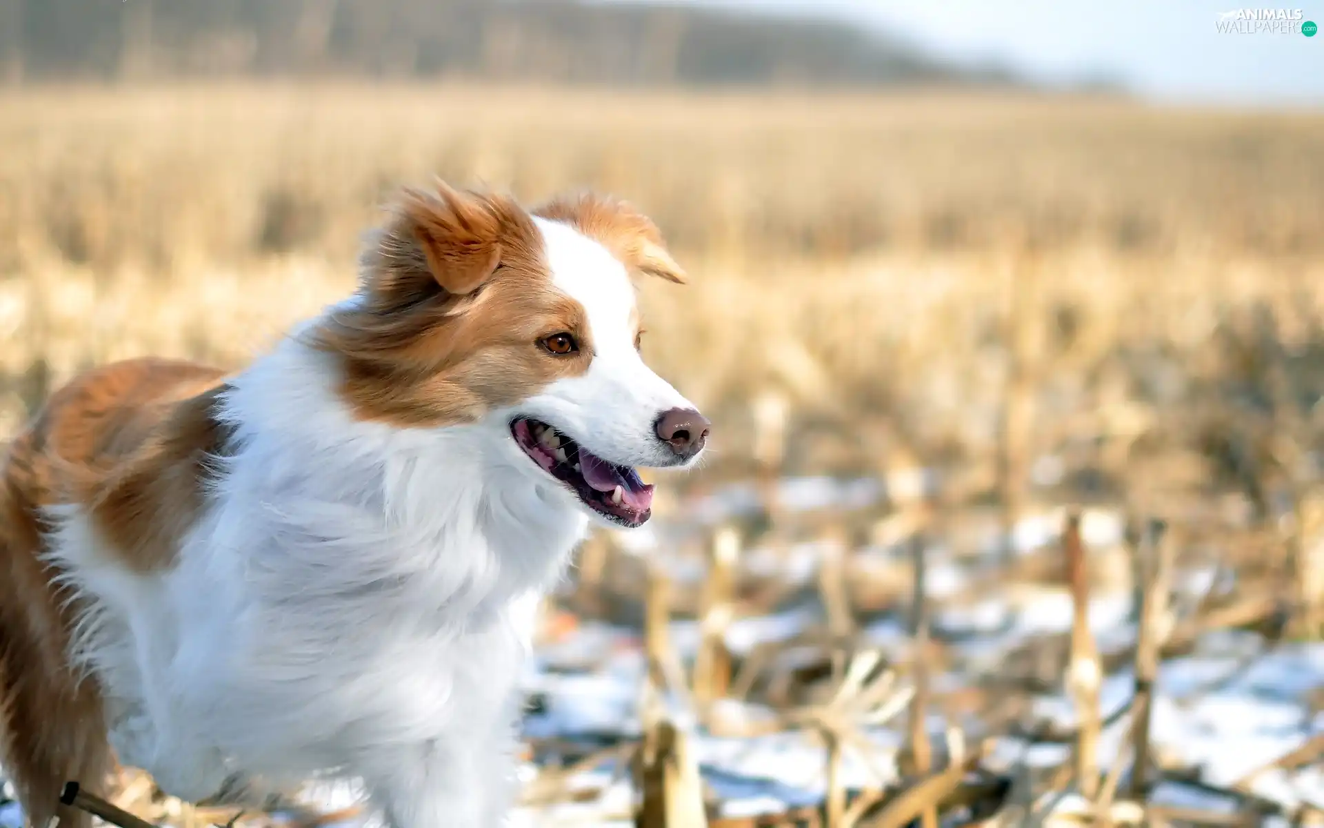 Border Collie, dog, White-brown