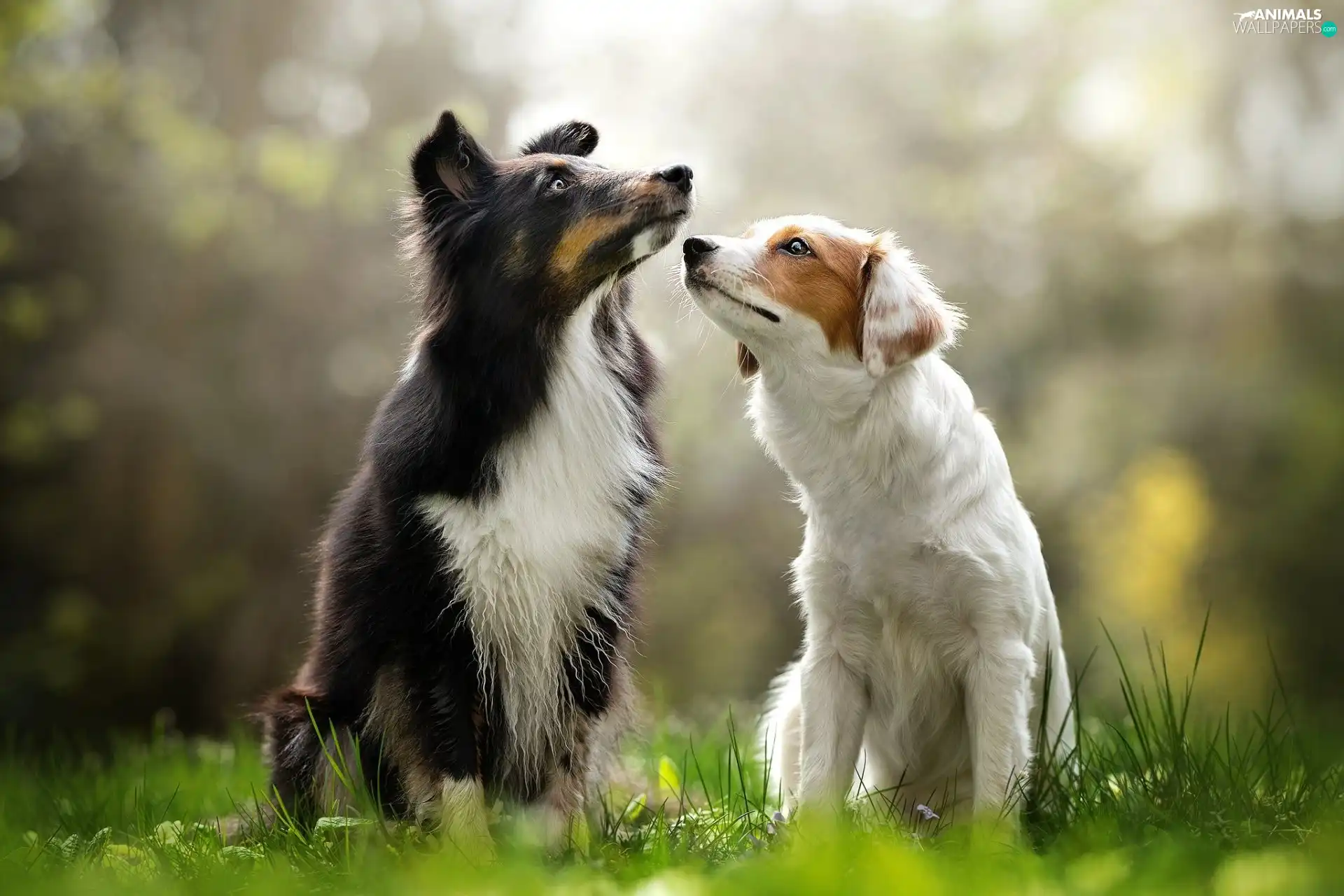 Two cars, Border Collie, grass, Dogs