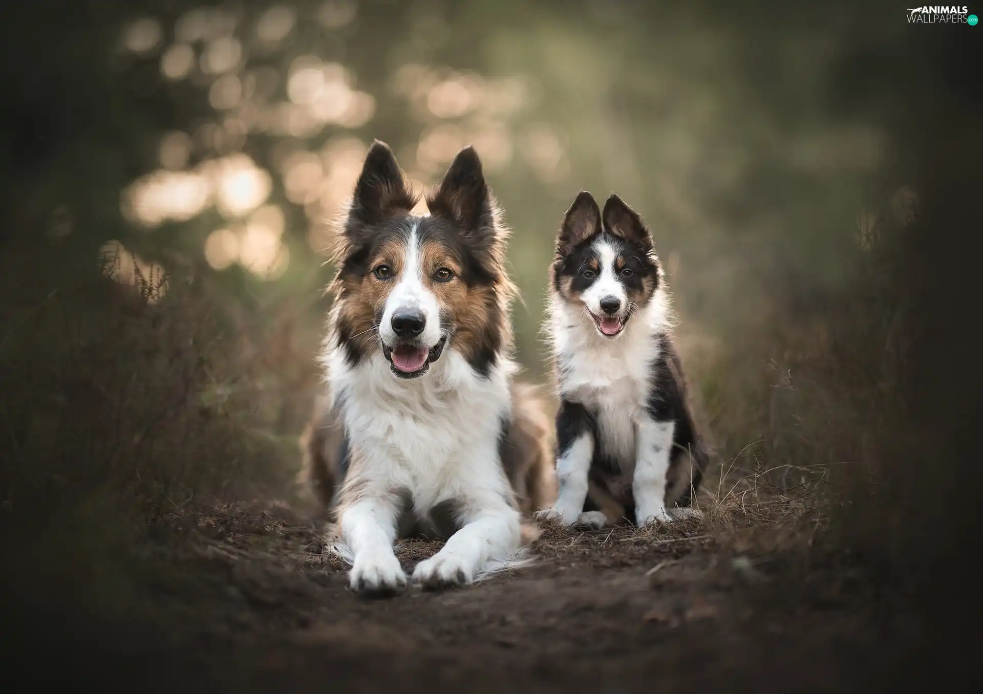 Two cars, Border Collie, Puppy, Dogs