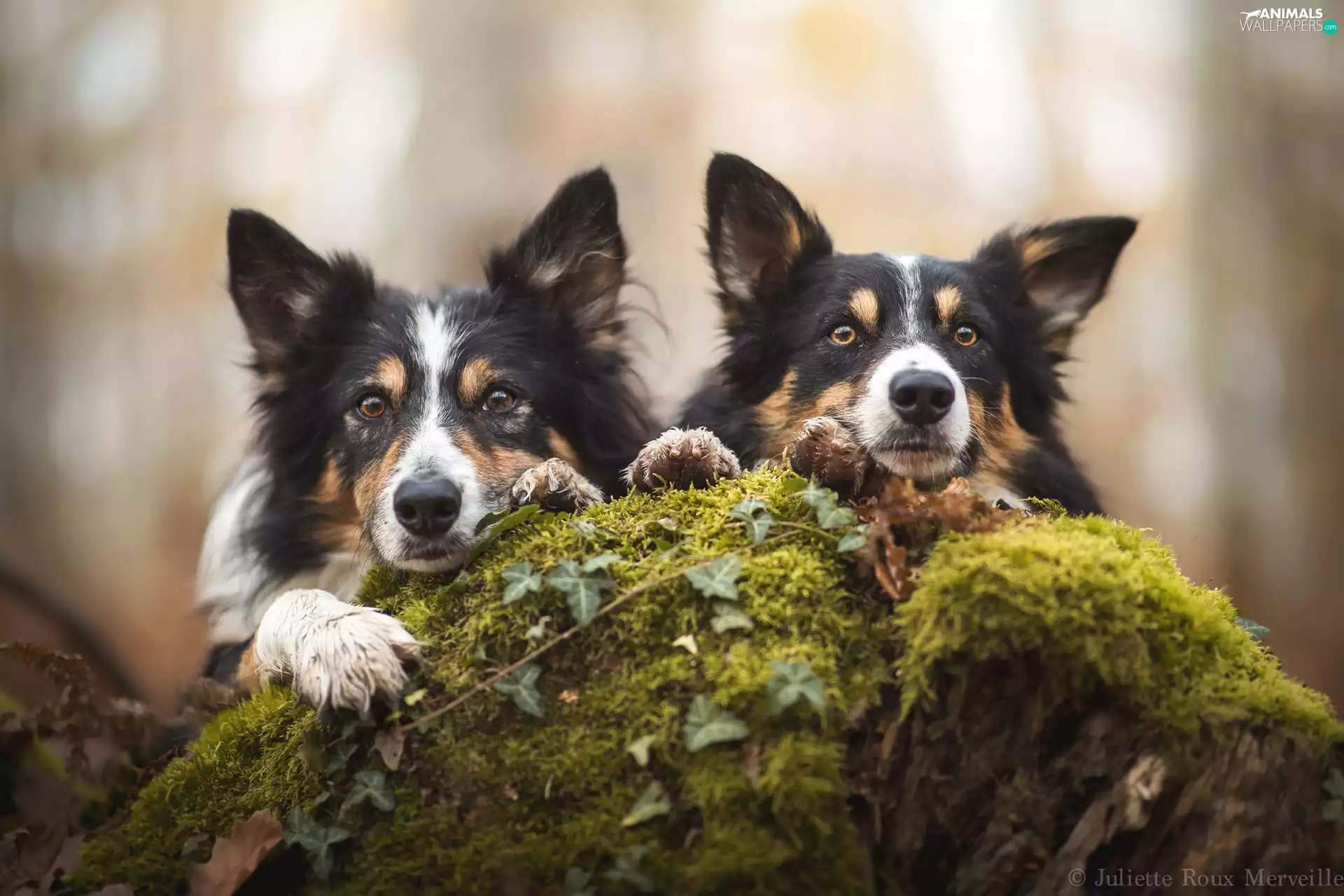 Border Collie, Dogs, Two cars