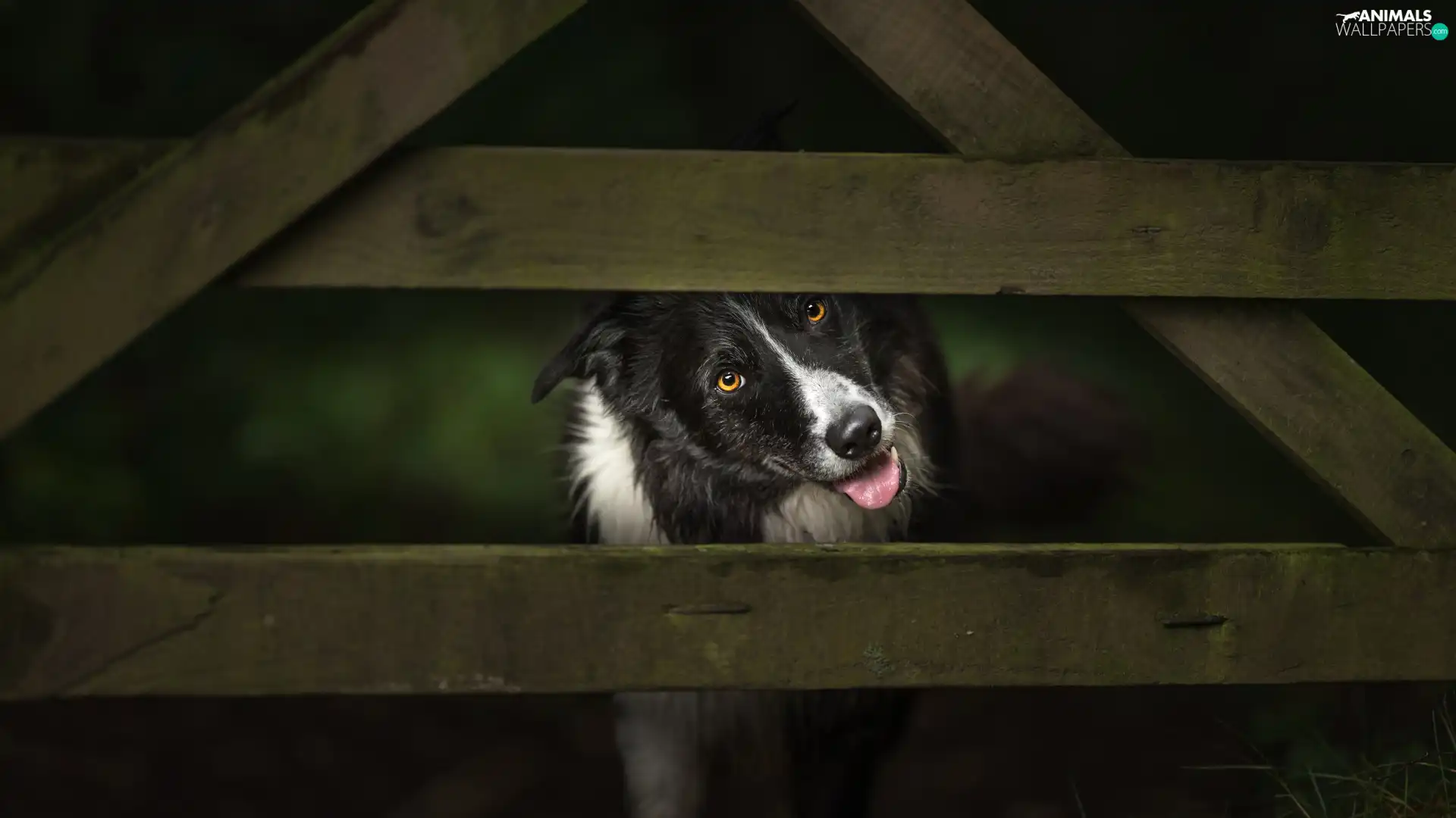 fence, dog, Border Collie