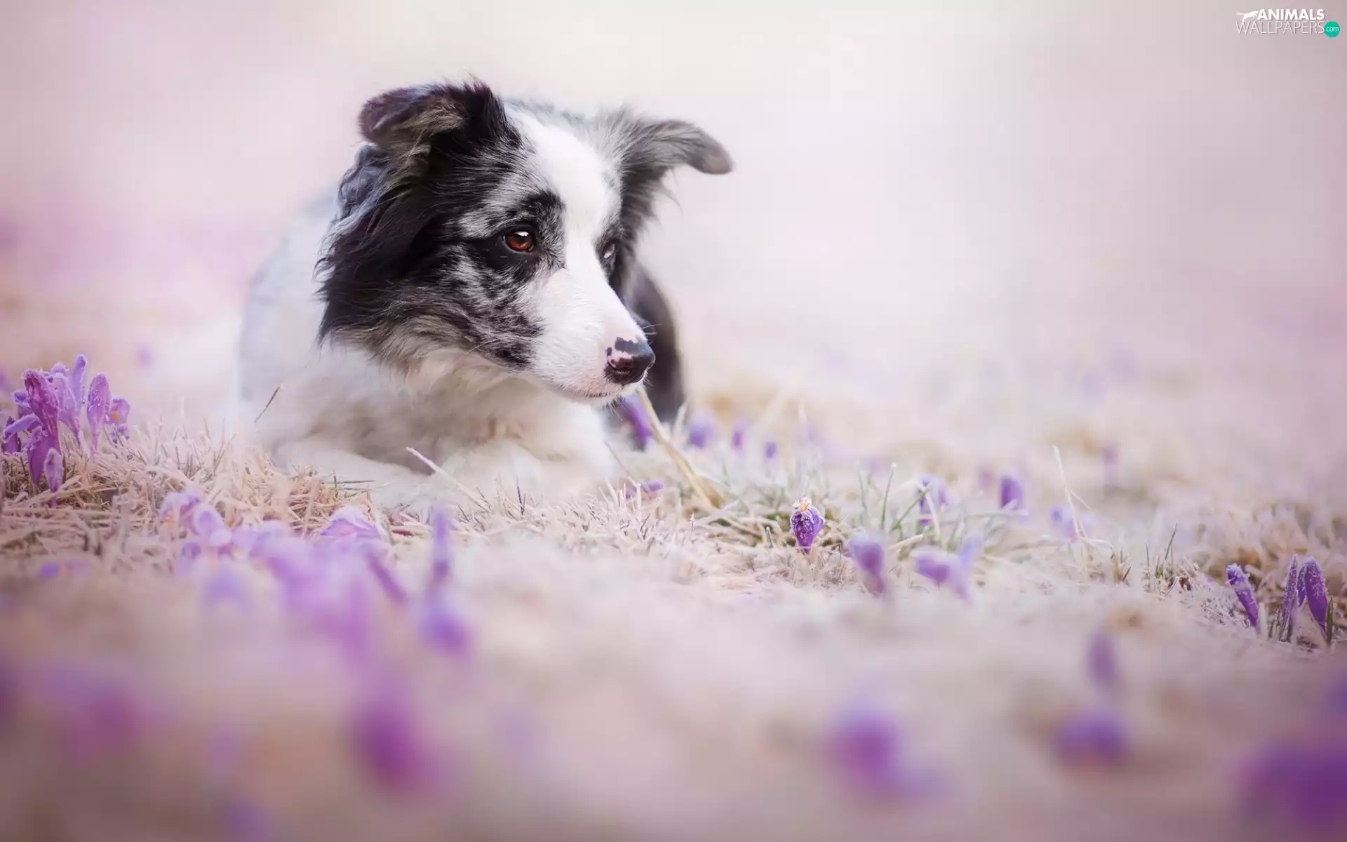Flowers, dog, Border Collie