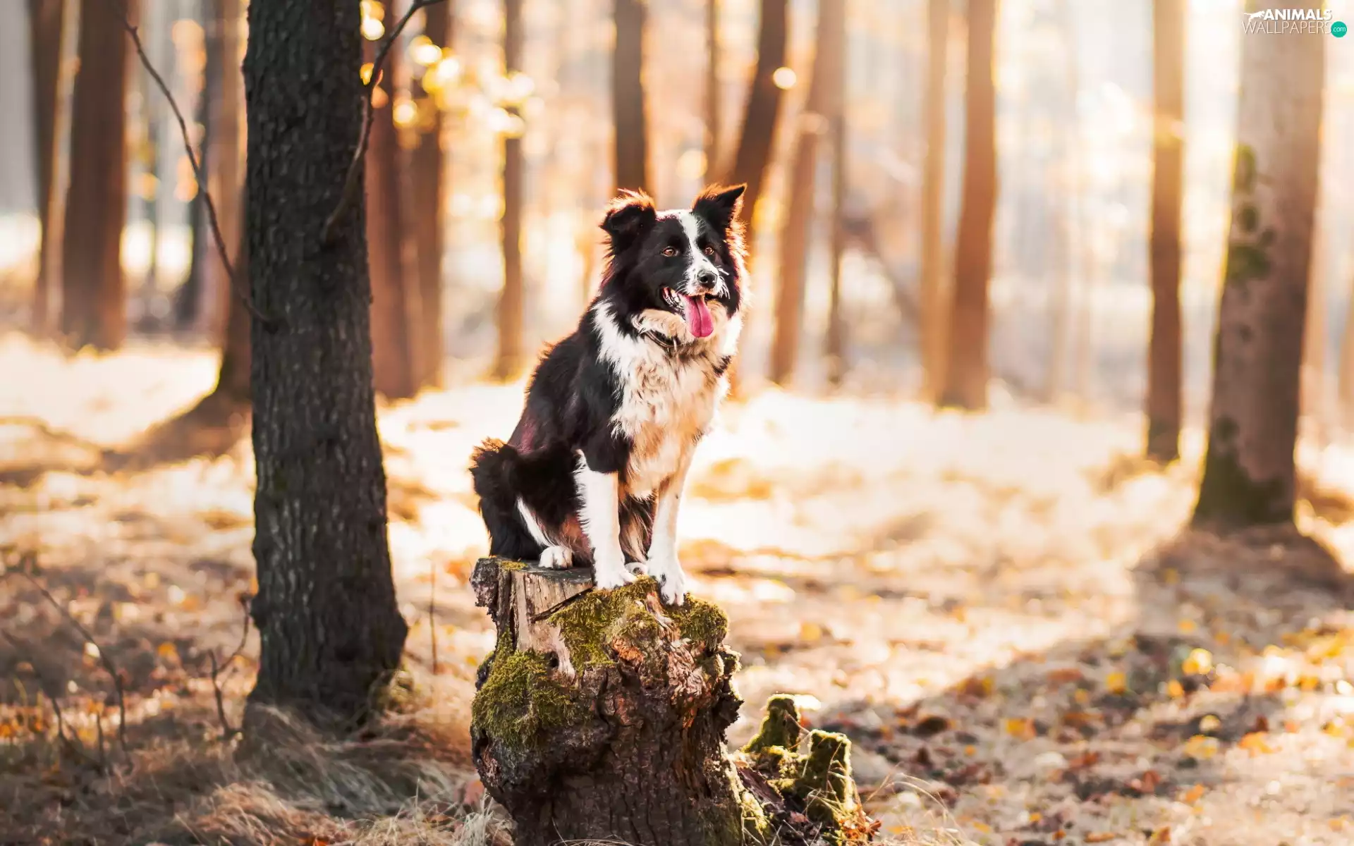 forest, trunk, Border Collie