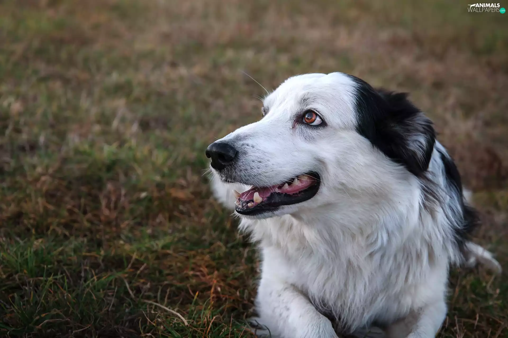 Border Collie, fuzzy, background, Meadow