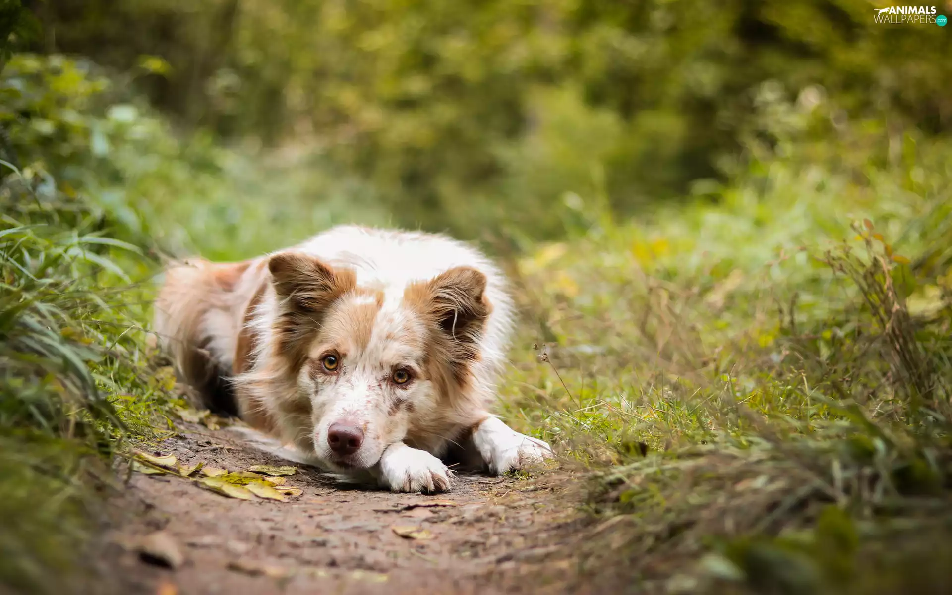 Border Collie, grass, Plants, Path