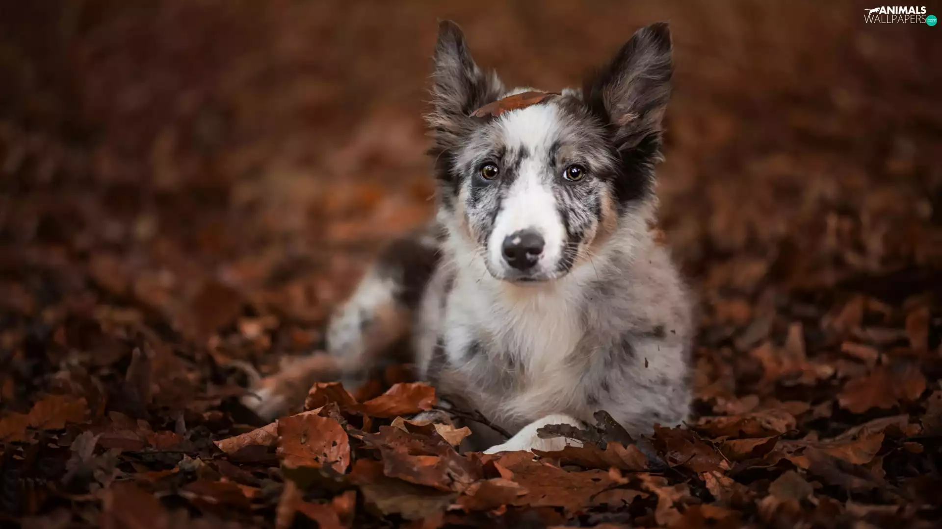 Leaf, lying, Border Collie