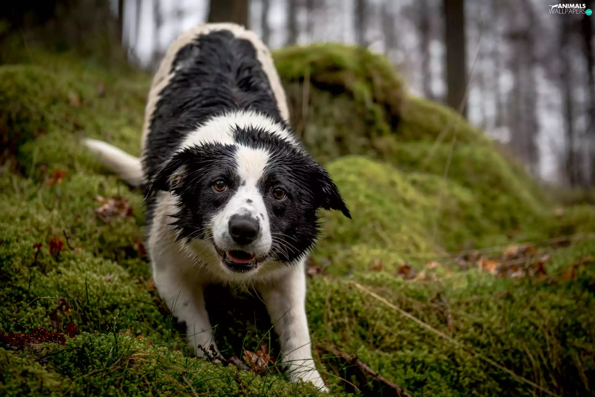 litter, Wet, Border Collie