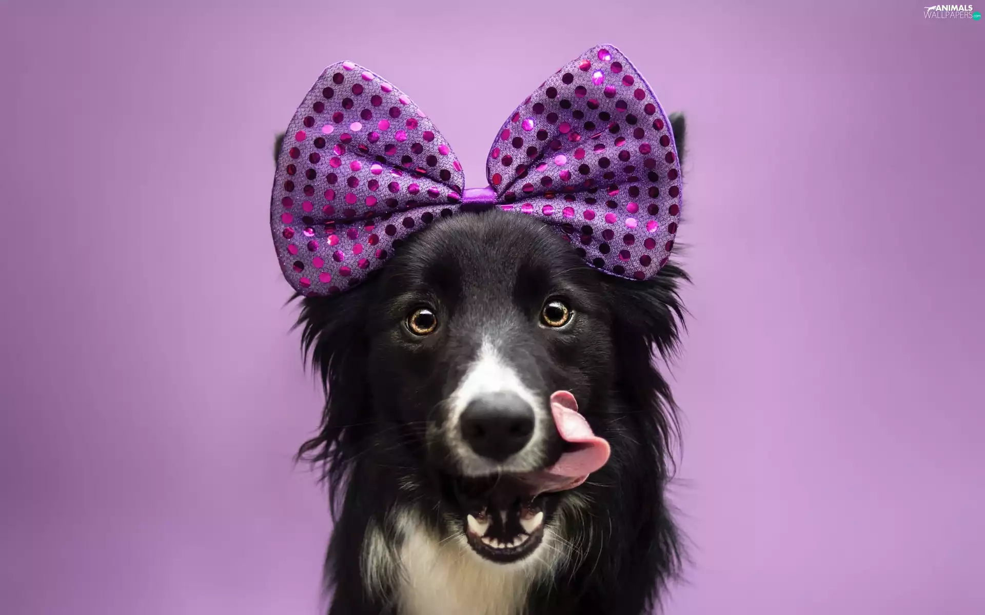 Loop, dog, Border Collie
