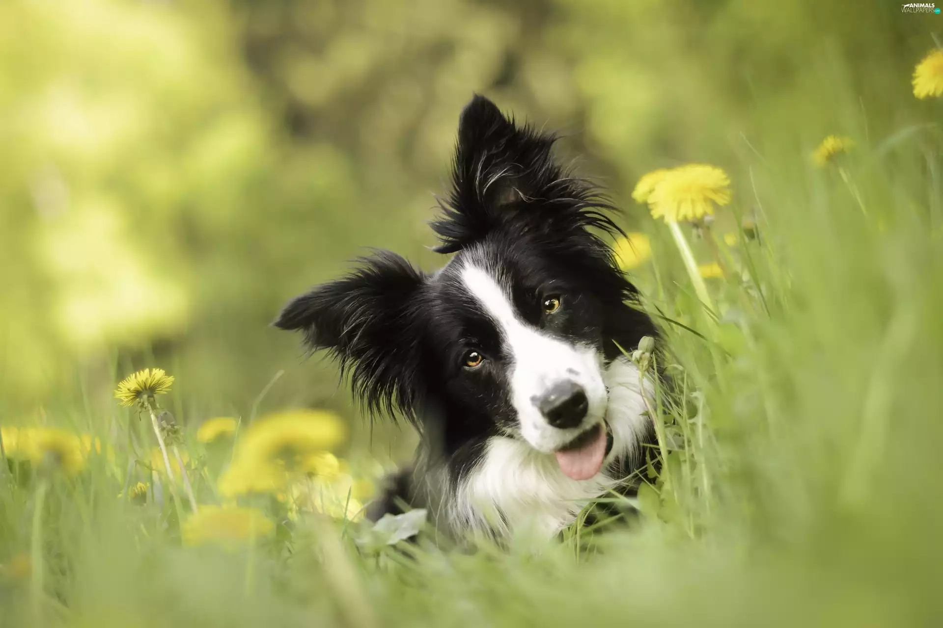 Meadow, dog, Border Collie