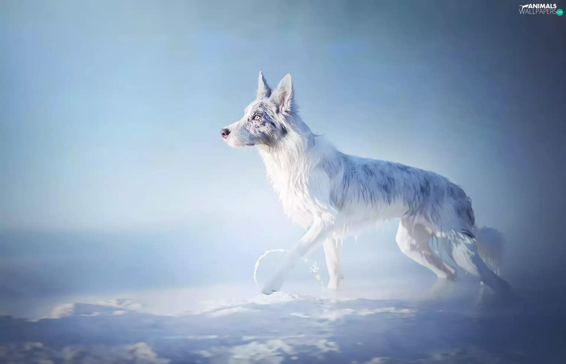 Border Collie, Merle, snow, coat