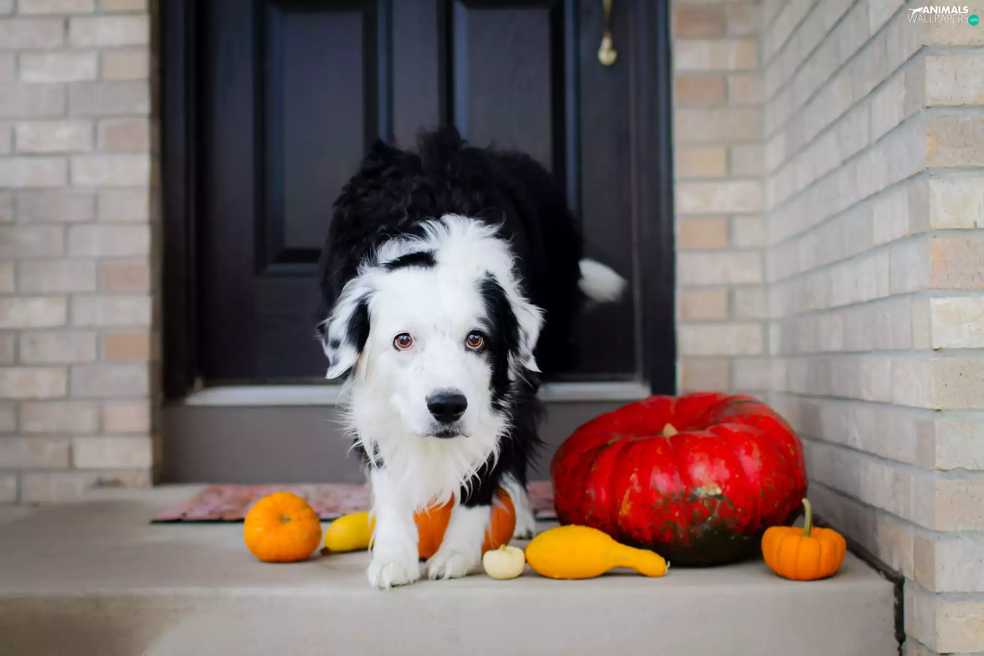 pumpkin, dog, Border Collie