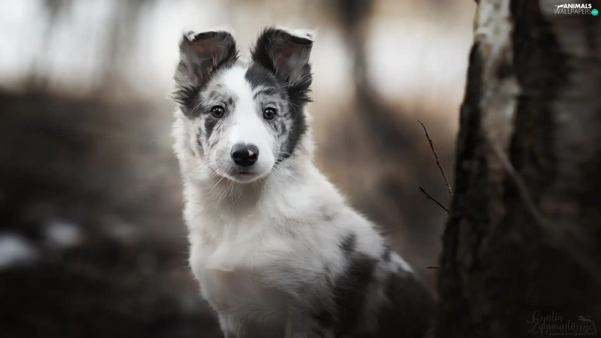 Puppy, dog, Border Collie