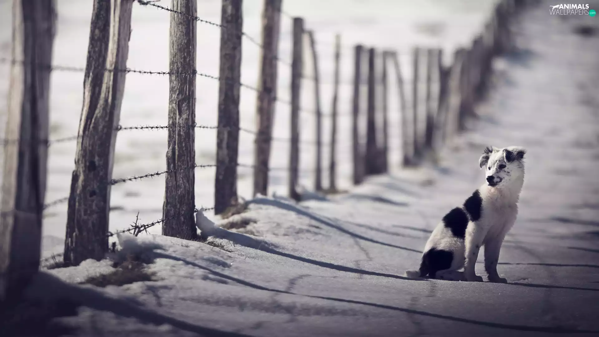snow, Fance, Border Collie, winter, Puppy