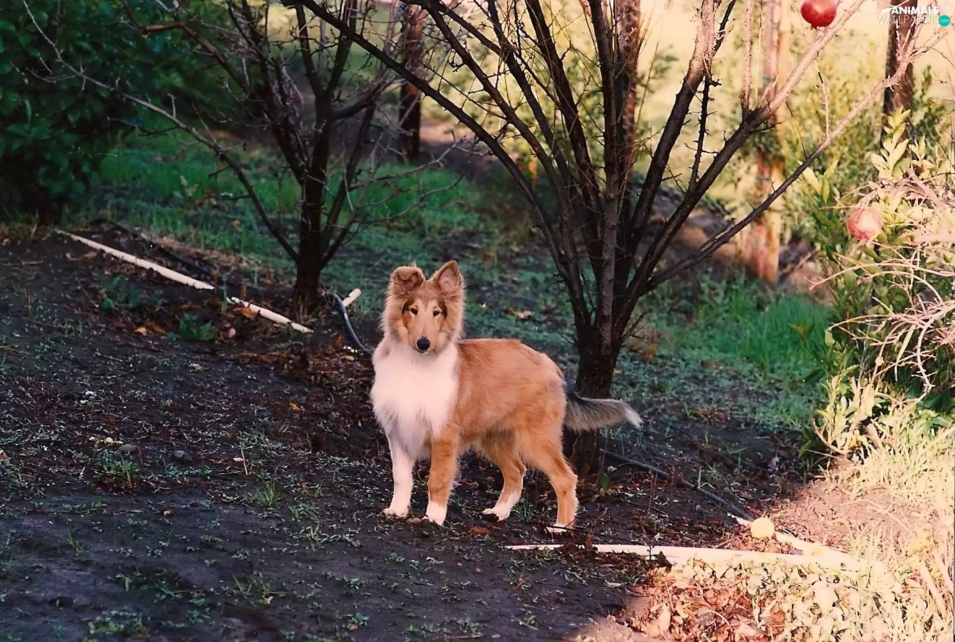 Collie rough, Sapling