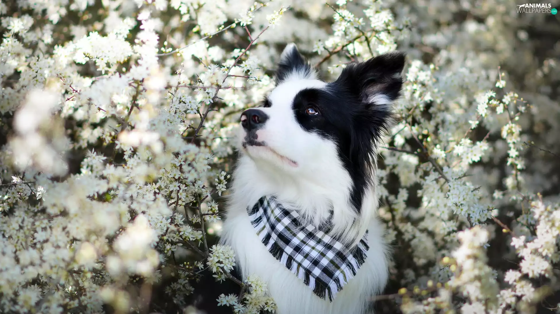 scarf, Flowers, Border Collie