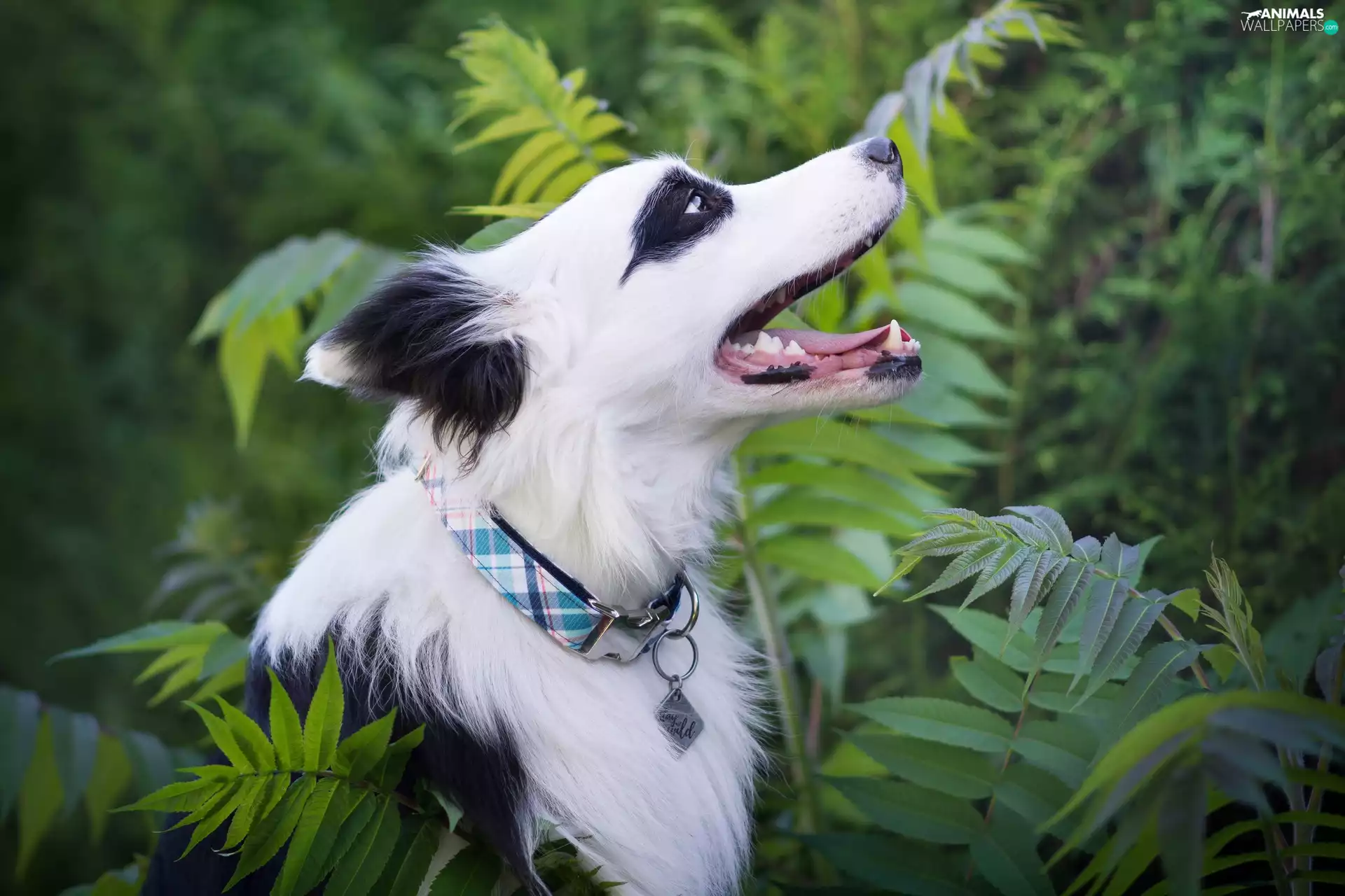 scrub, dog, Border Collie
