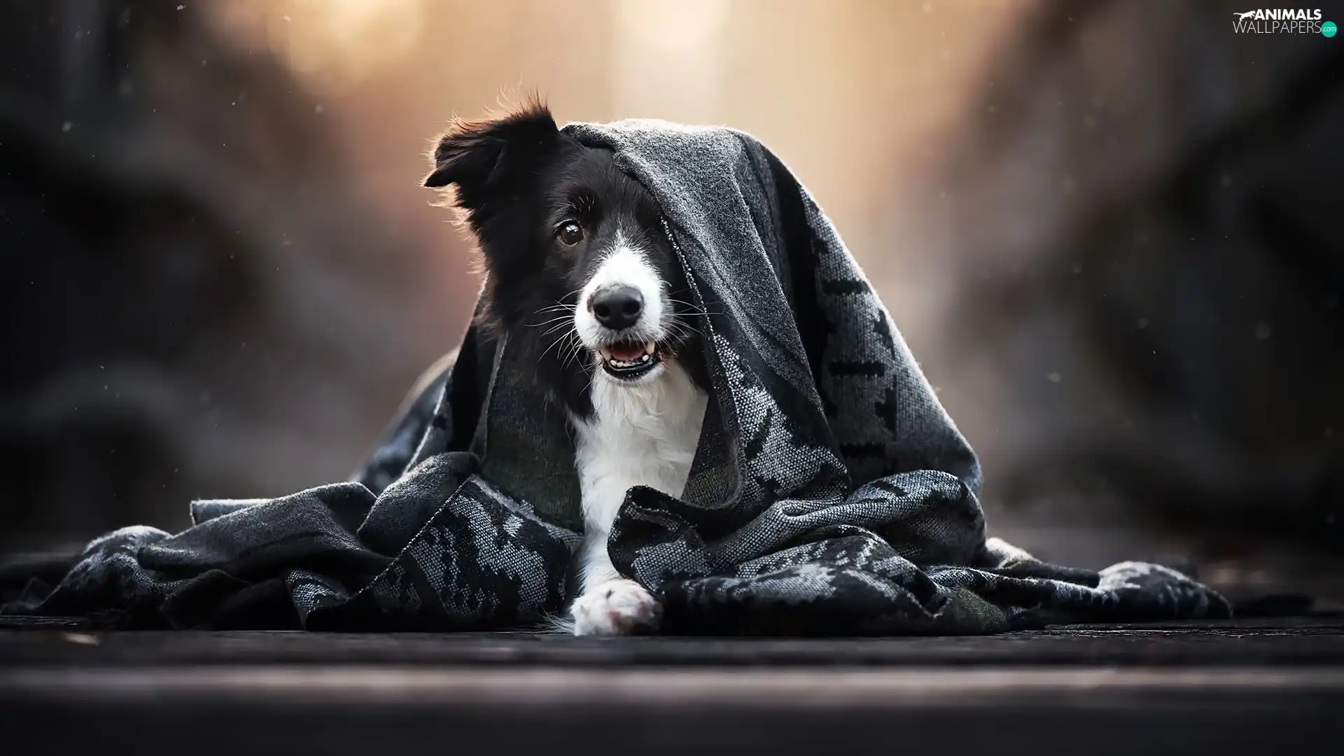 shawl, dog, Border Collie