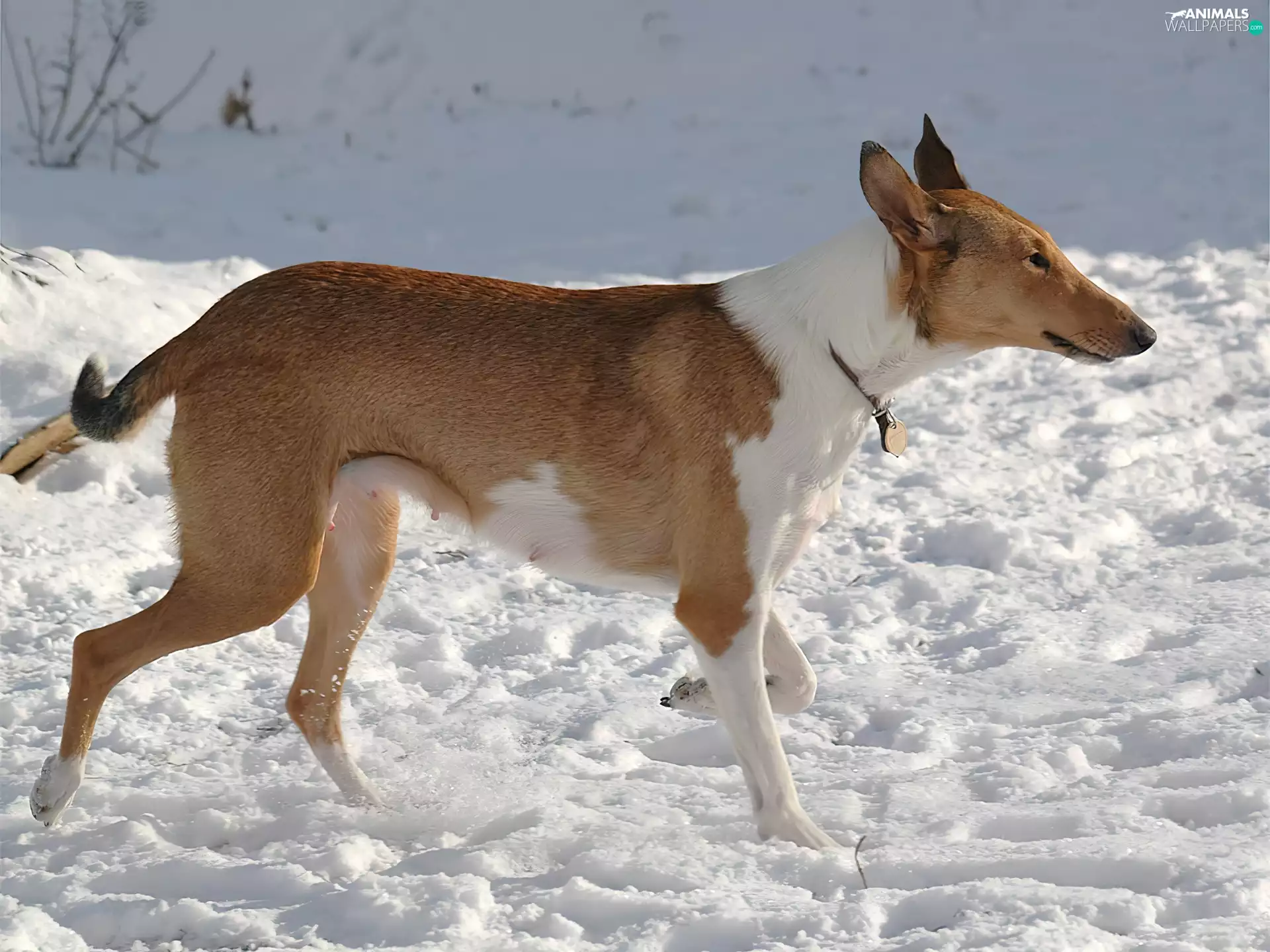 Collie Smooth, snow