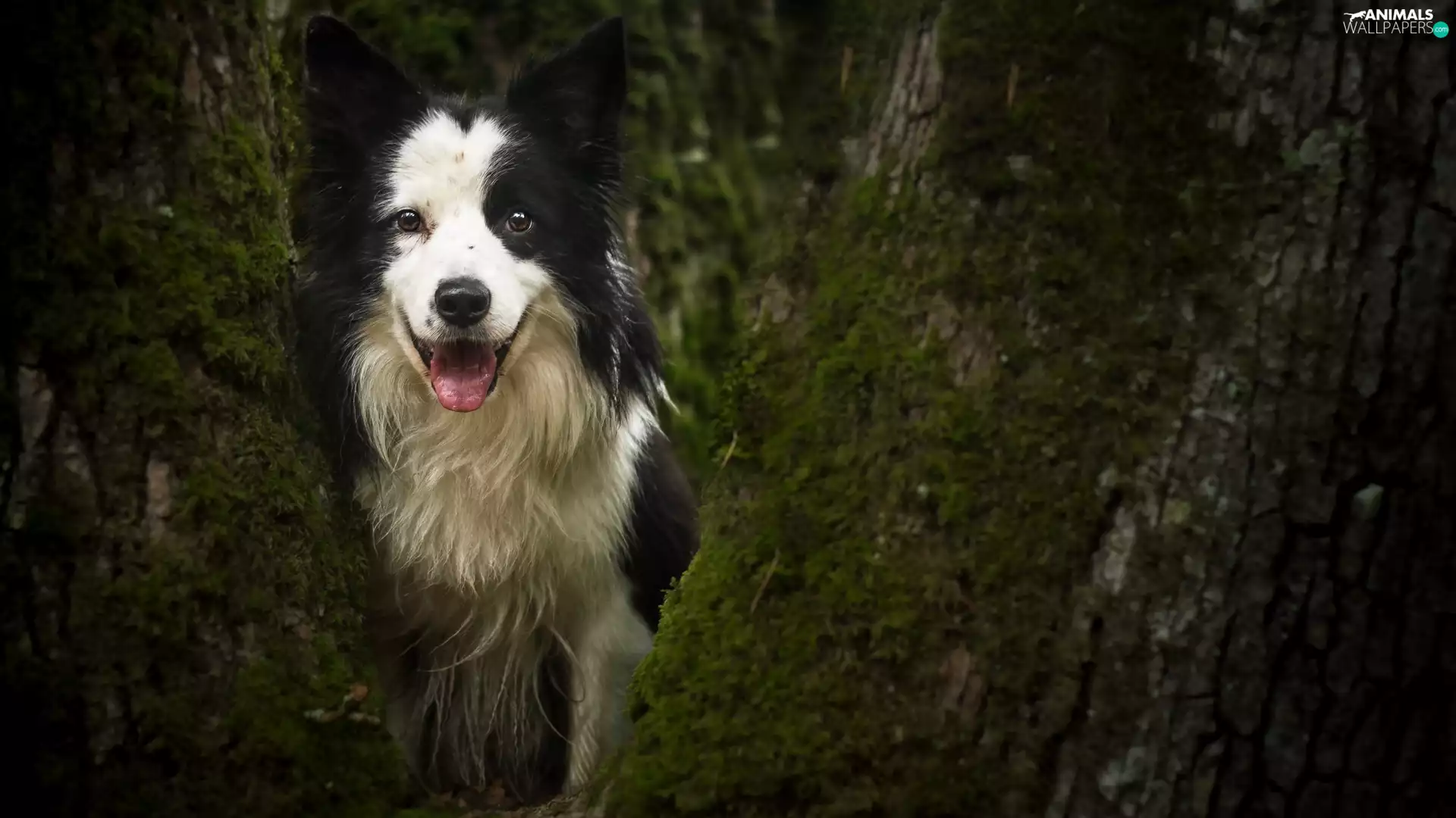 trees, dog, Border Collie