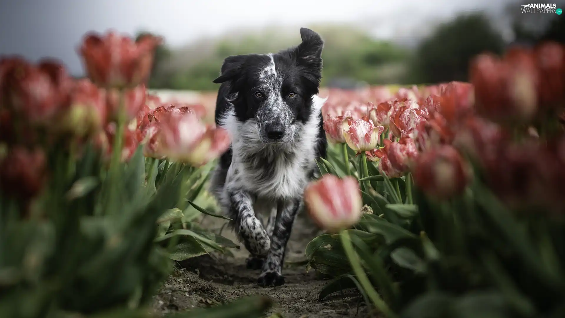 Tulips, dog, Border Collie