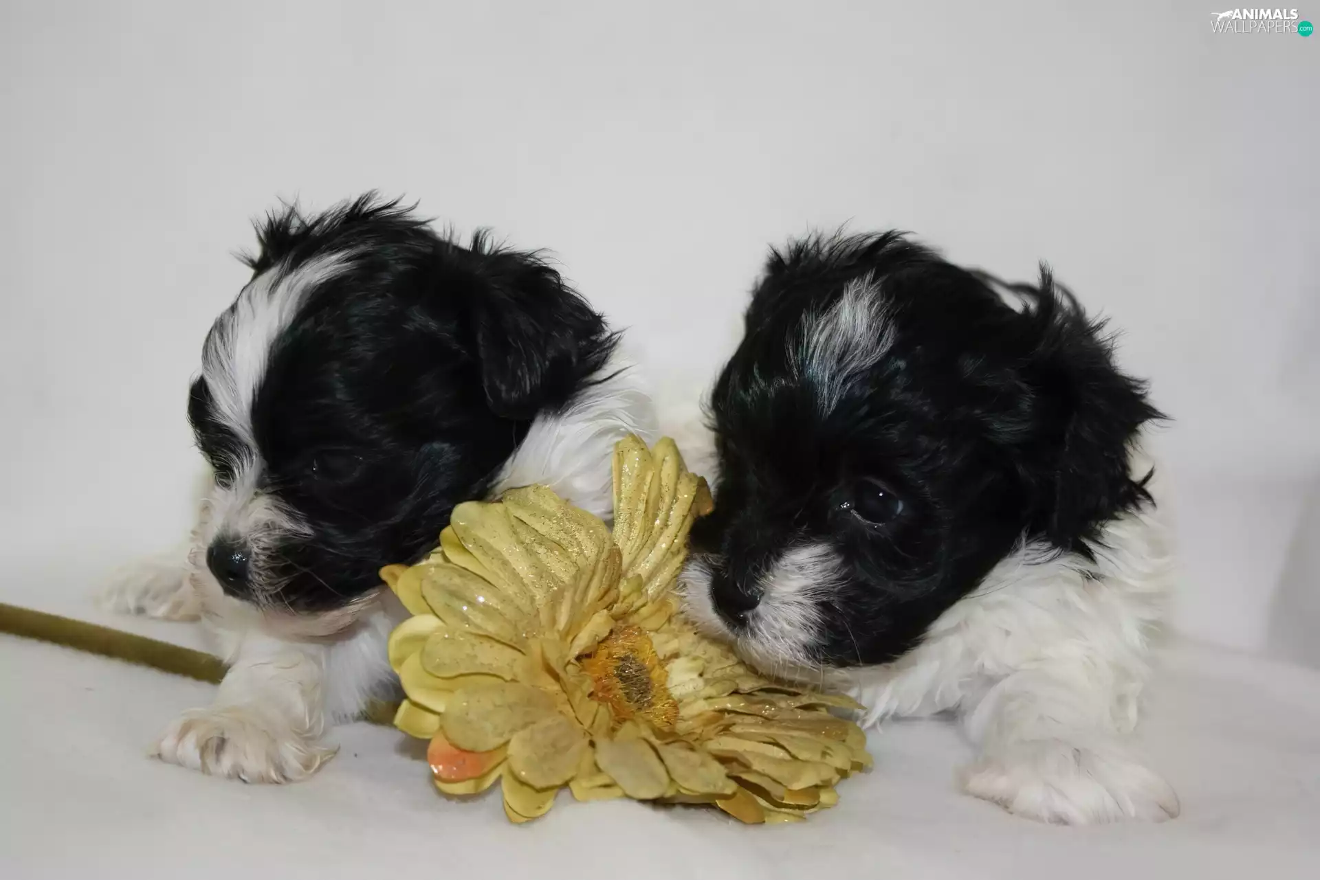Border Collie, Two cars, puppies