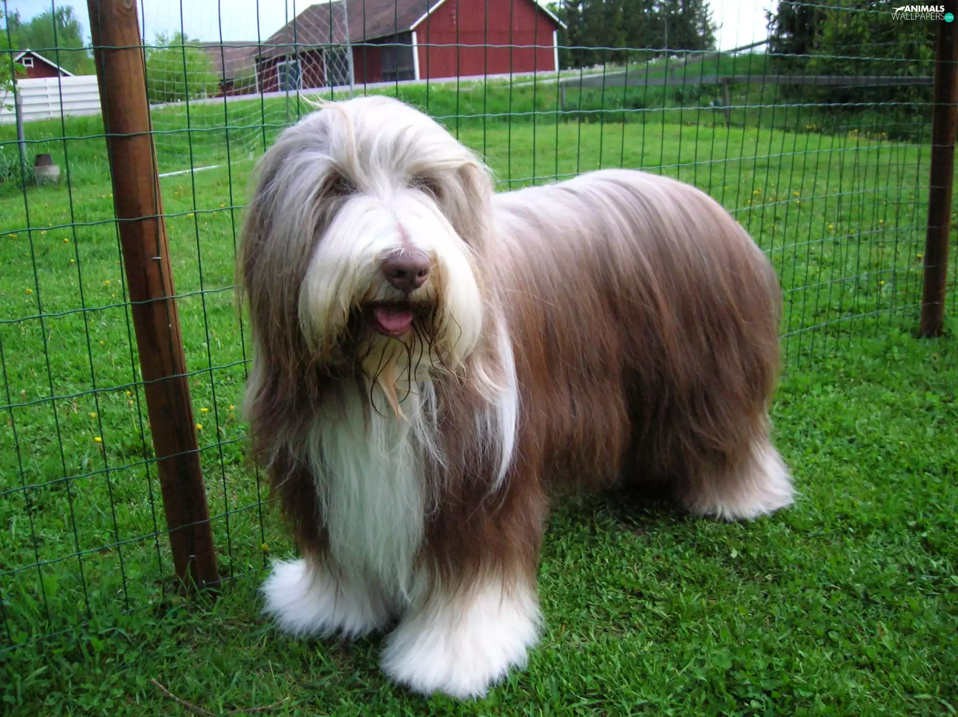 Well-maintained, Bearded collie