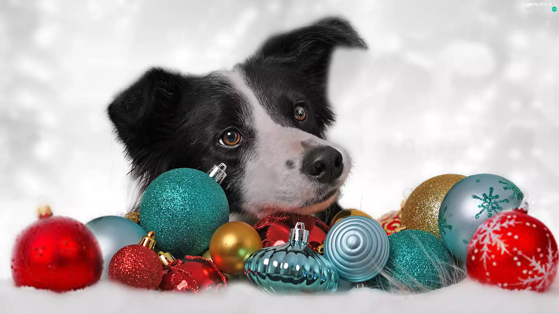 dog, color, baubles, Border Collie