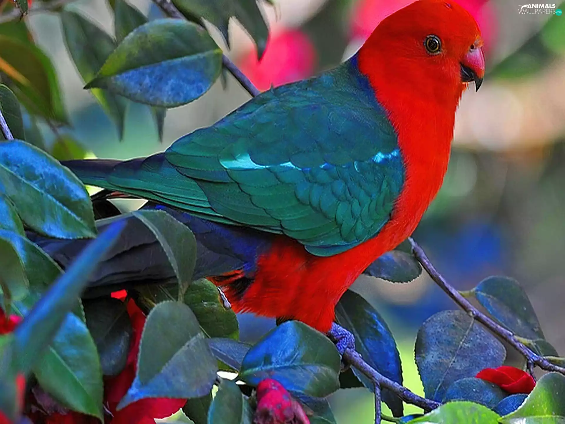 color, Bird